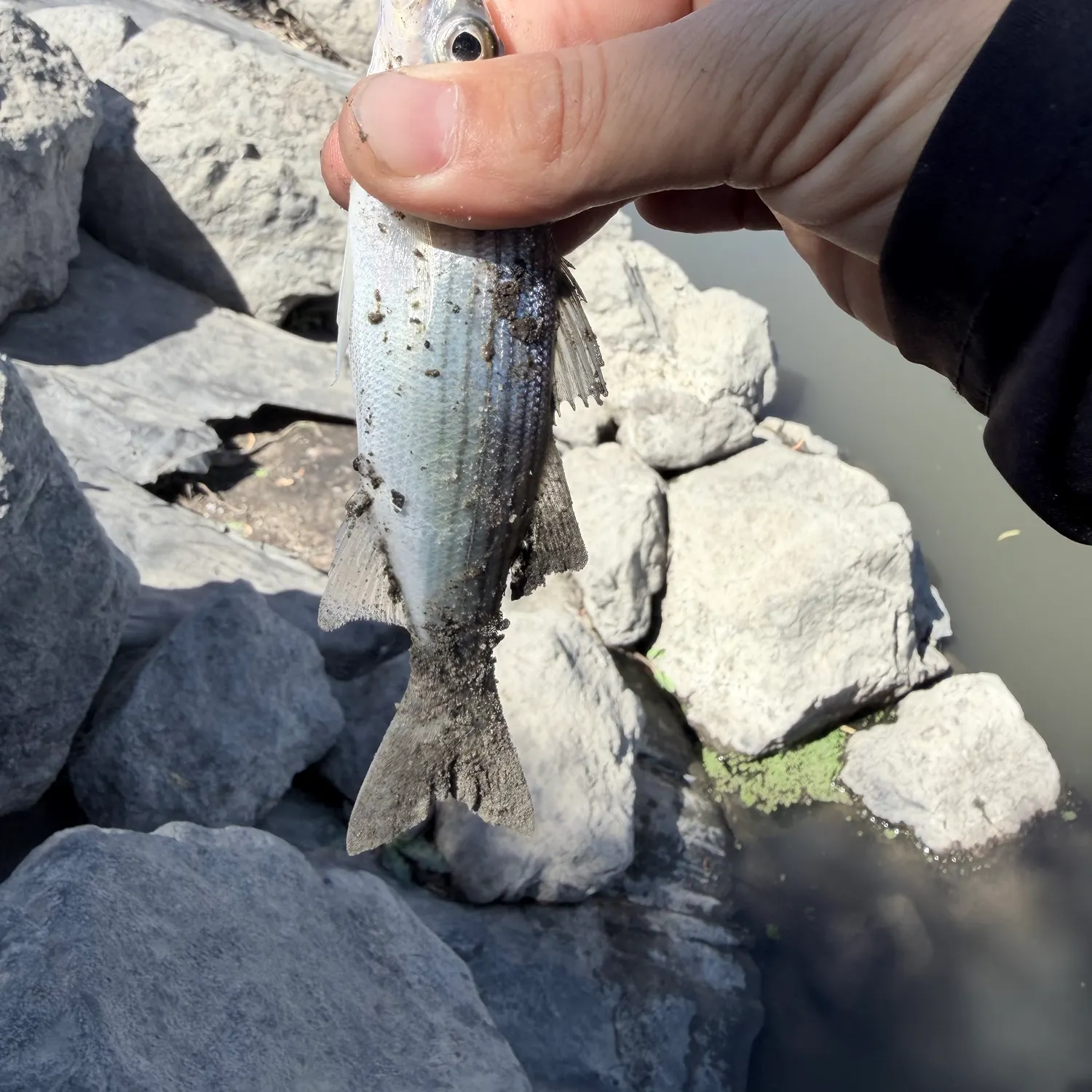 Striped bass caught on Fishbrain