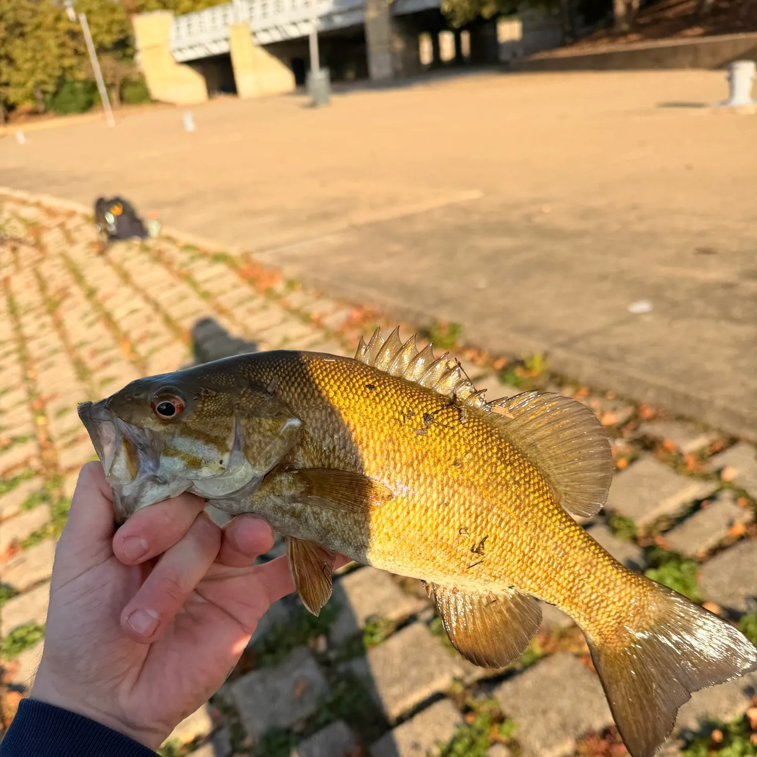 Smallmouth bass caught on Fishbrain