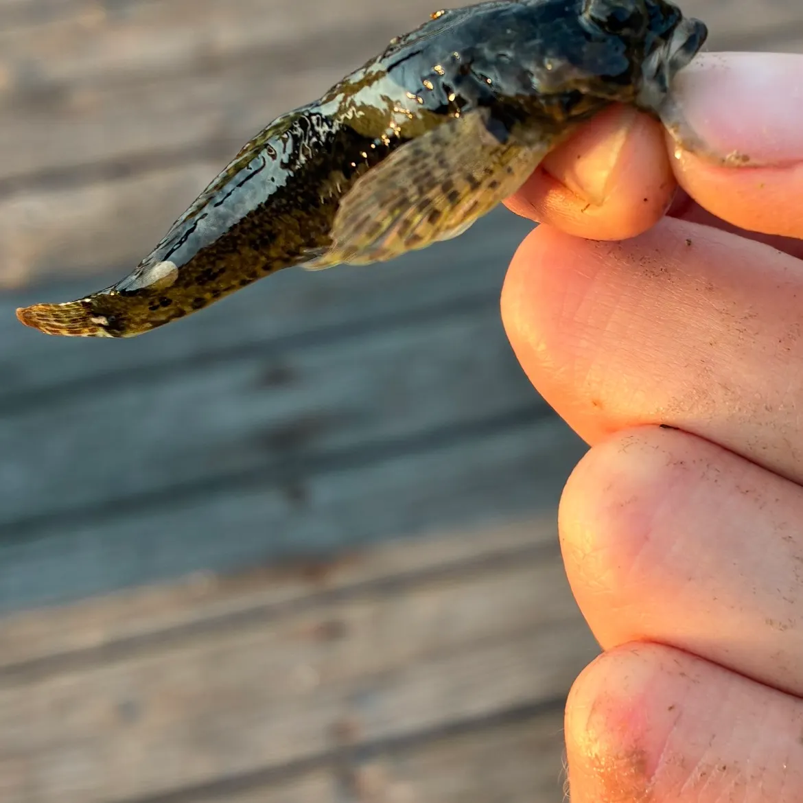 The most recent Tidepool sculpin catches on Fishbrain