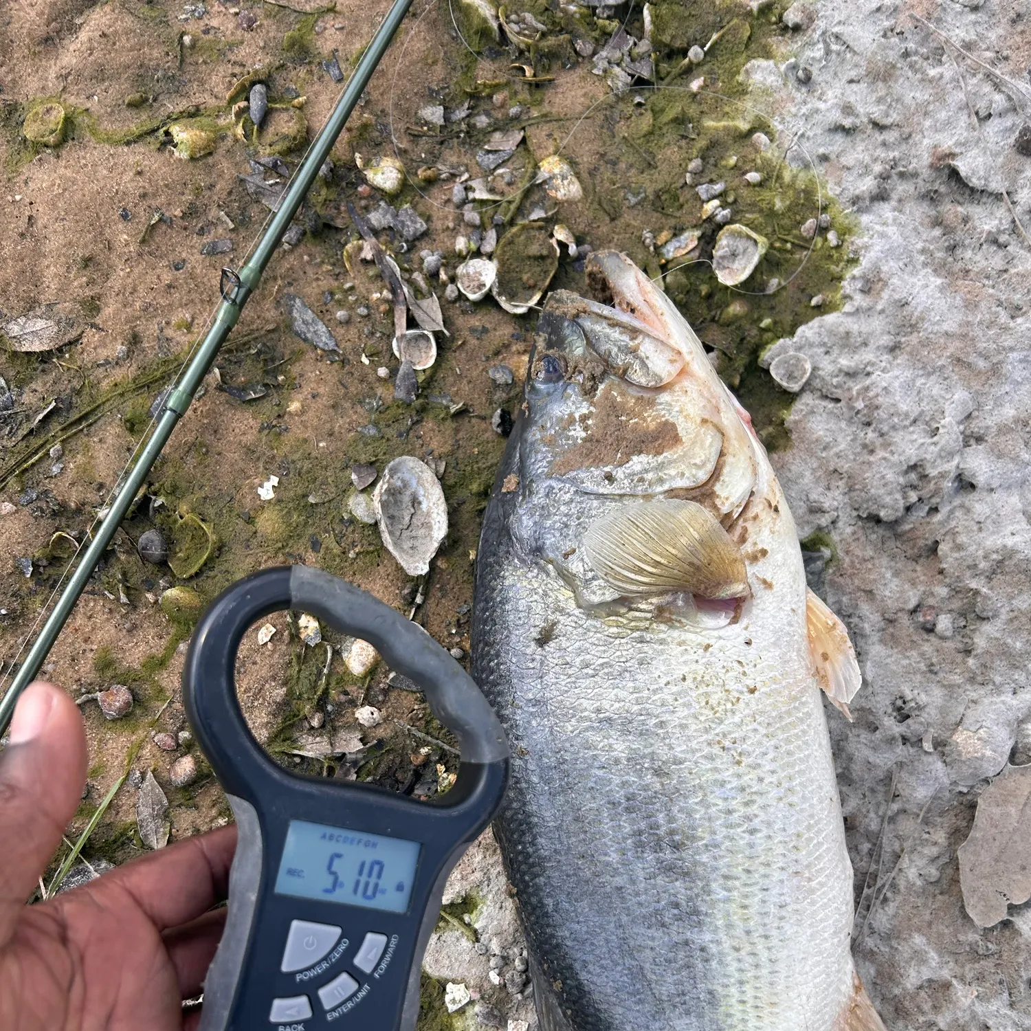 Largemouth bass caught on Fishbrain