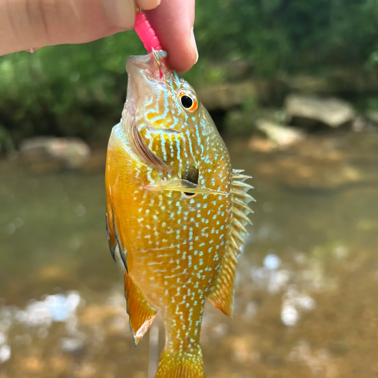 The most recent Swampland longear sunfish catches on Fishbrain