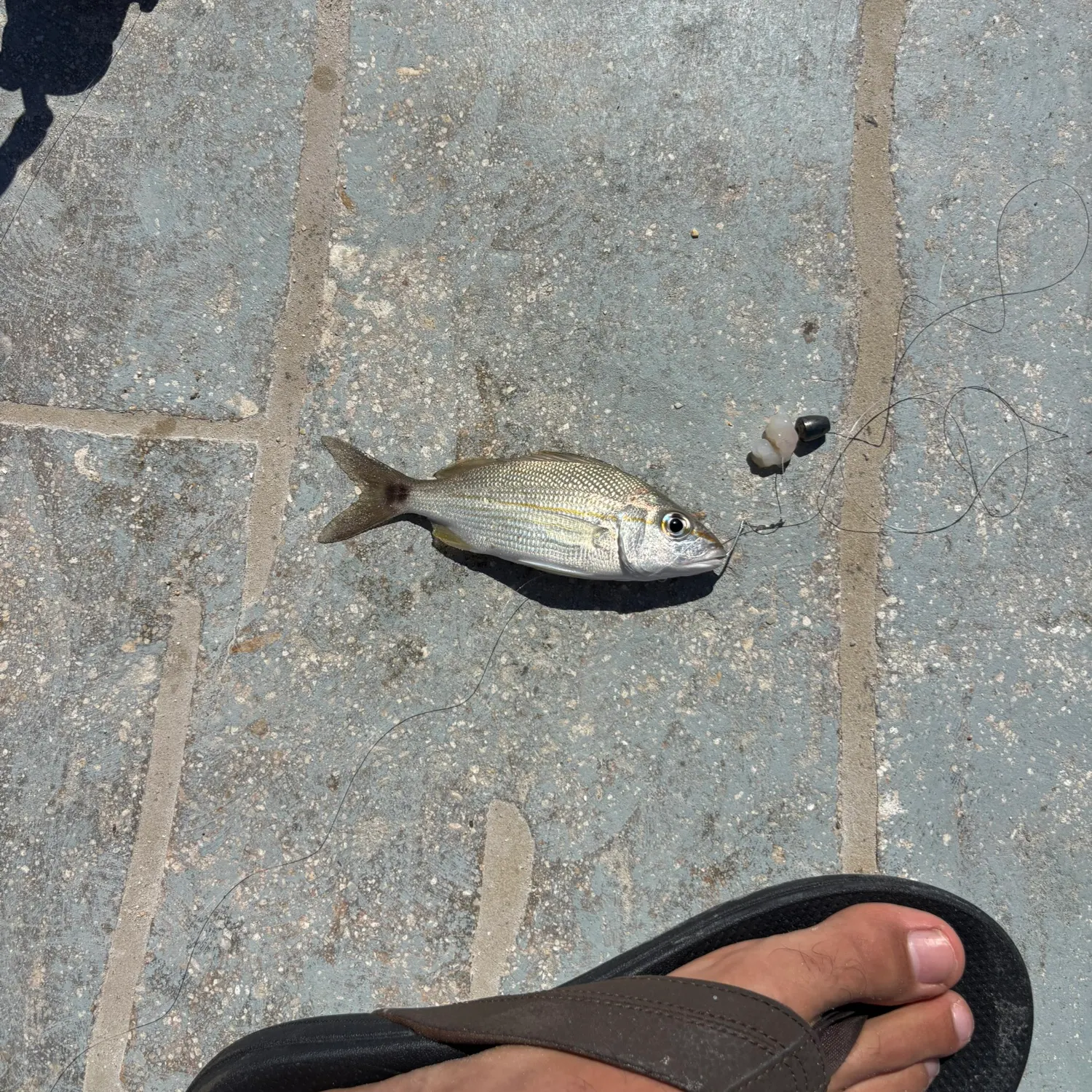 The most recent Annular seabream catches on Fishbrain