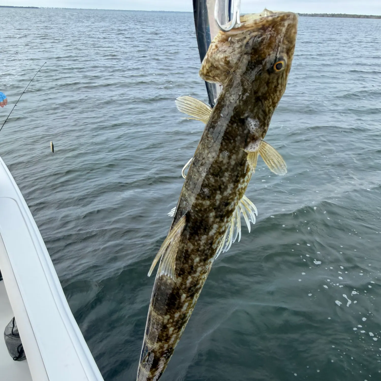 The most recent Lighthouse lizardfish catches on Fishbrain