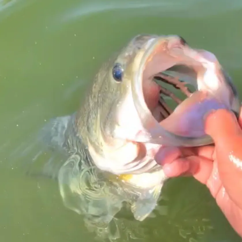 Largemouth bass caught on Fishbrain