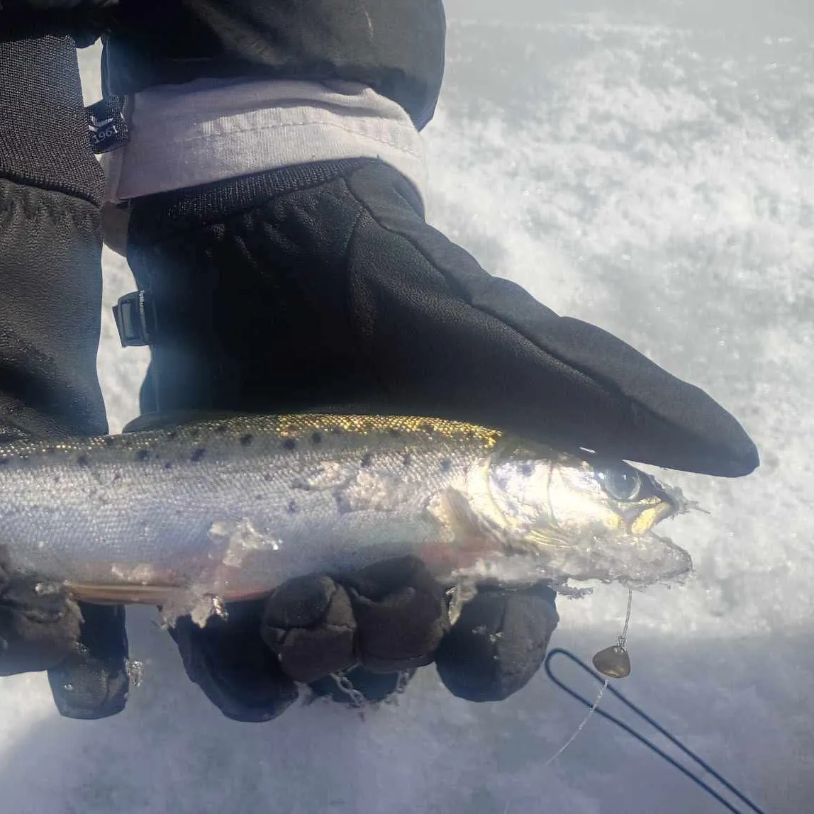 The most recent Landlocked atlantic salmon catches on Fishbrain