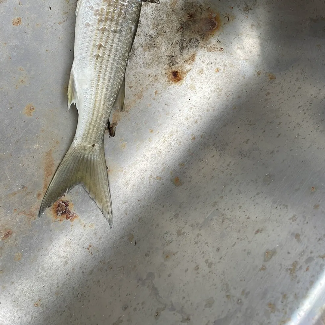The most recent Striped mullet catches on Fishbrain