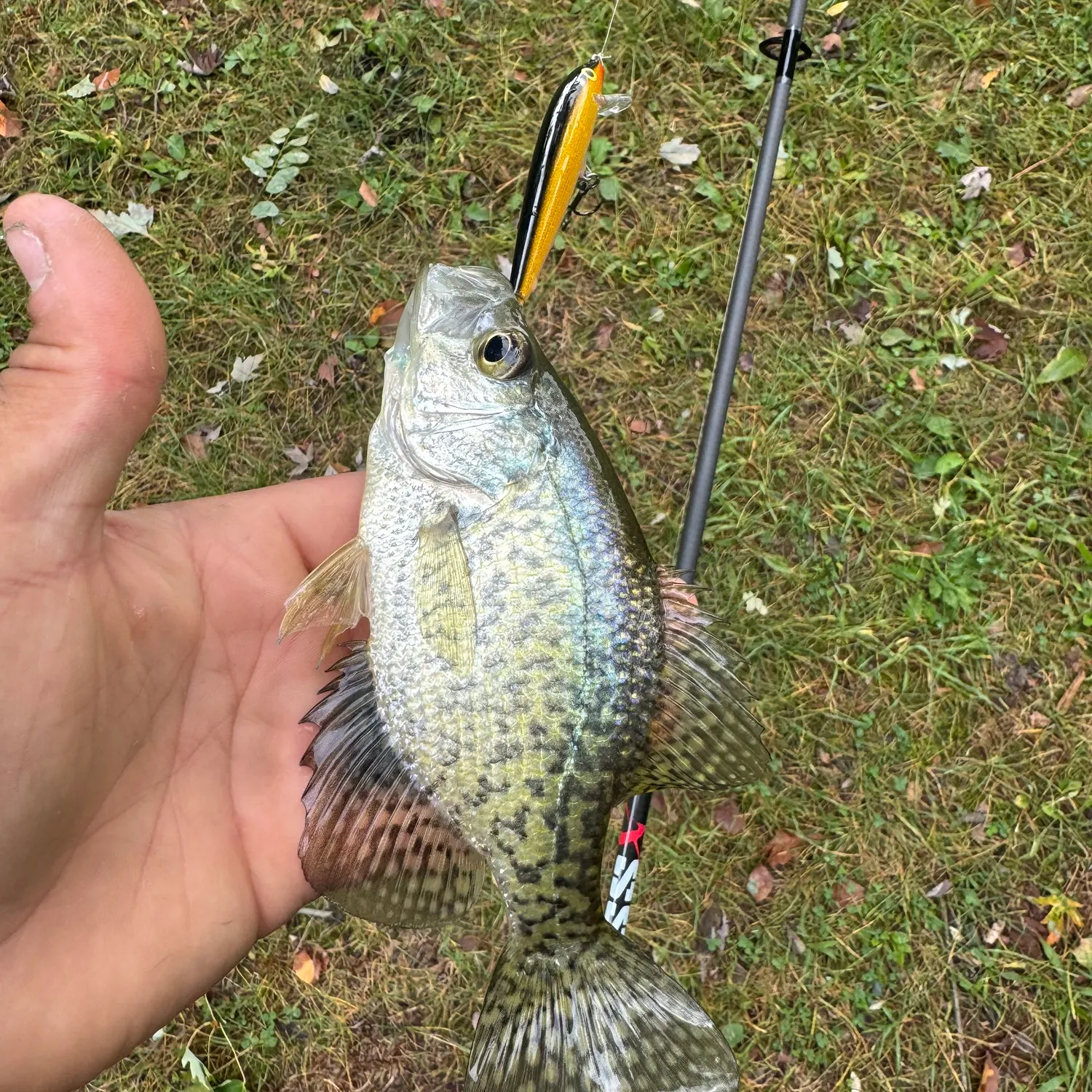 Black crappie caught on Fishbrain