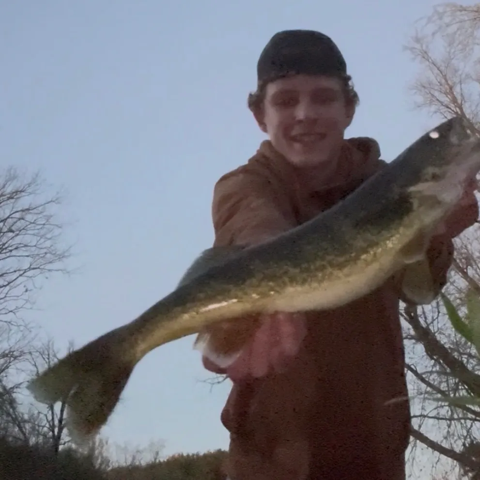 Walleye caught on Fishbrain