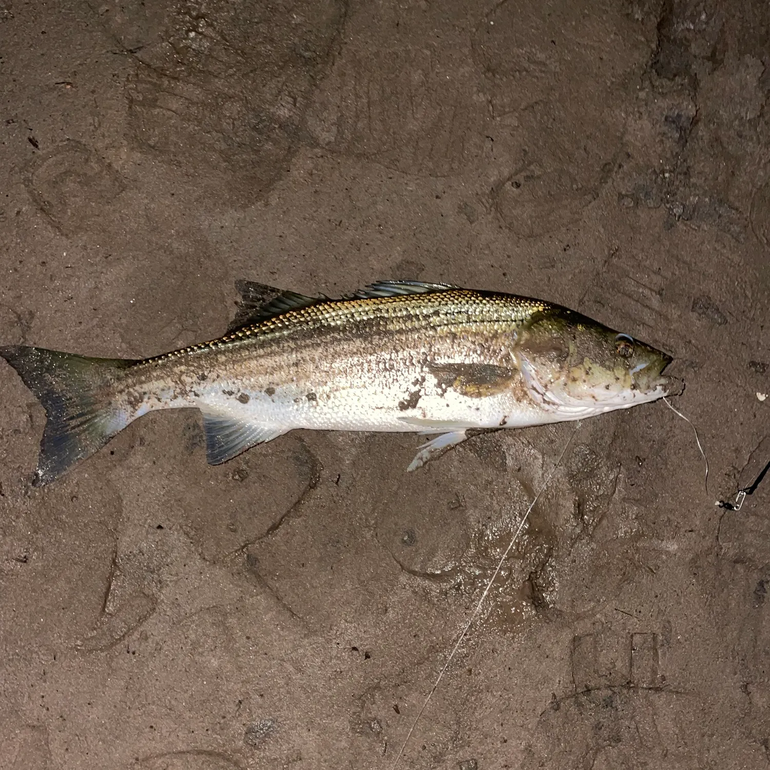 Striped bass caught on Fishbrain