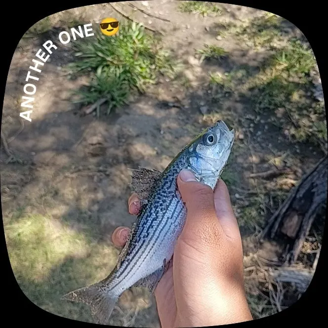 Striped bass caught on Fishbrain