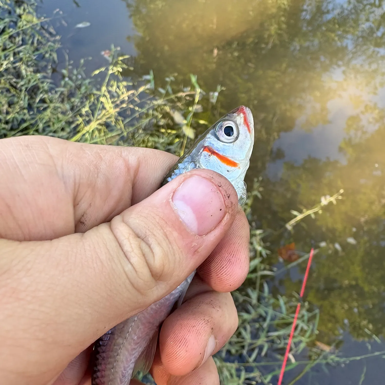 Warpaint shiner caught on Fishbrain