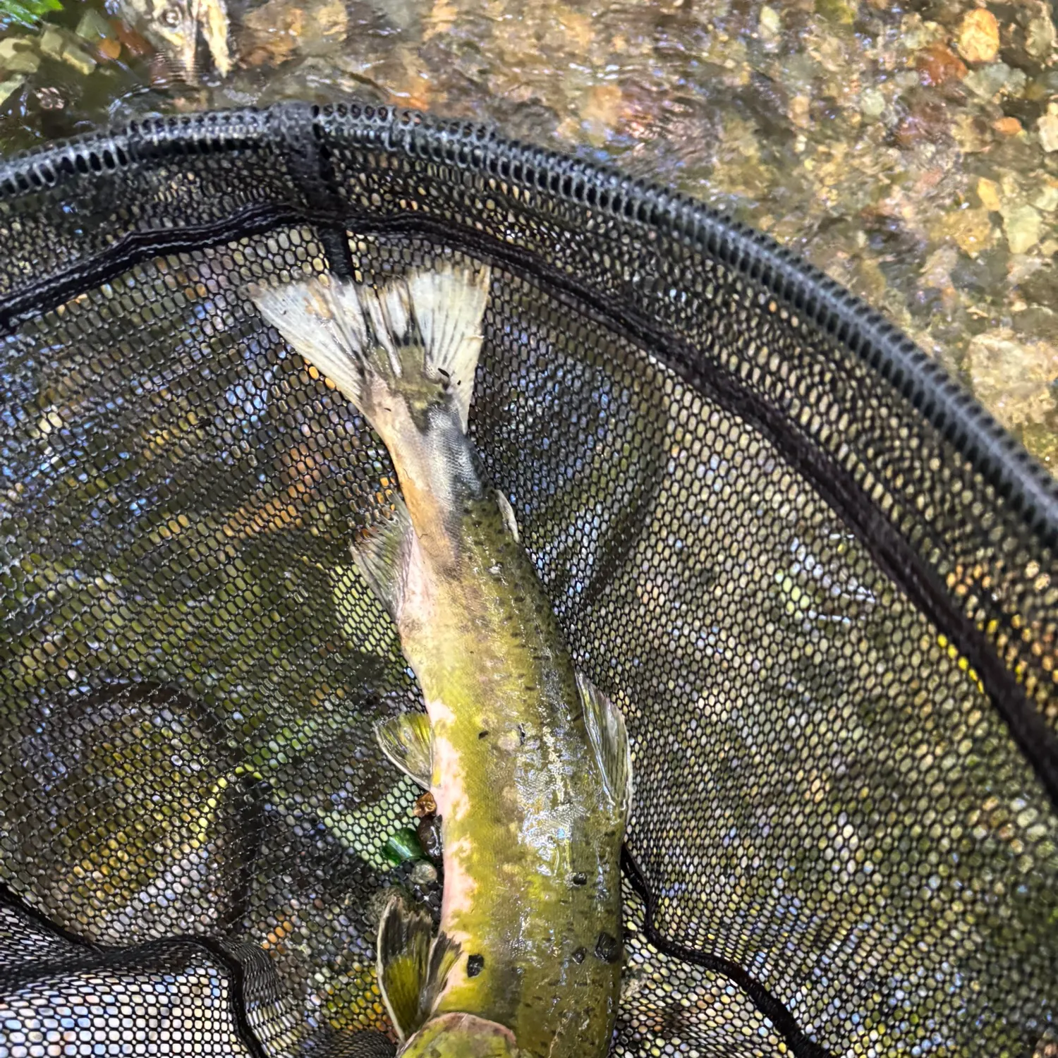 The most recent Pink salmon catches on Fishbrain
