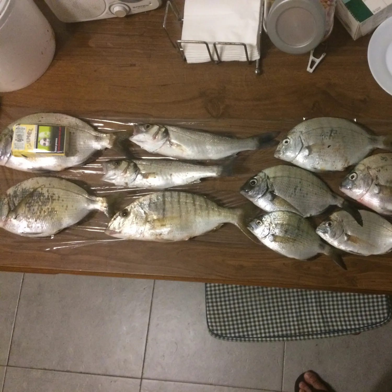 recently logged catches