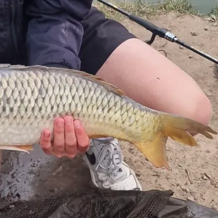Common carp caught on Fishbrain