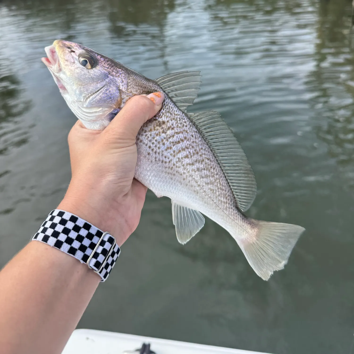 Atlantic croaker caught on Fishbrain
