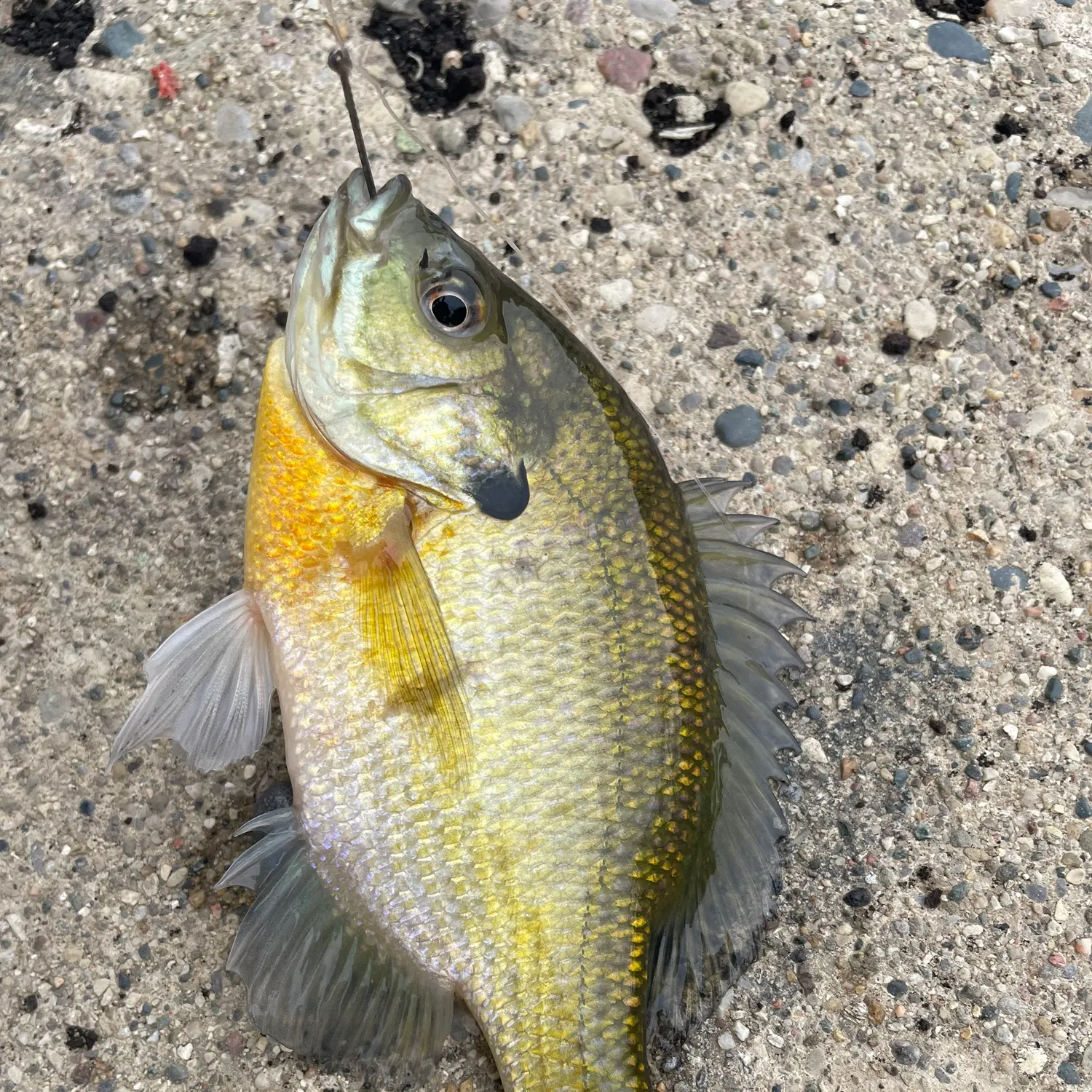 Bluegill caught on Fishbrain
