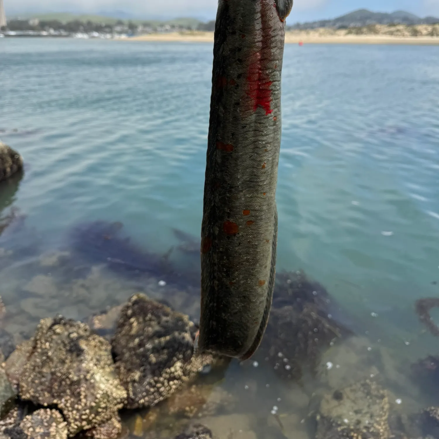 The most recent Monkeyface prickleback catches on Fishbrain