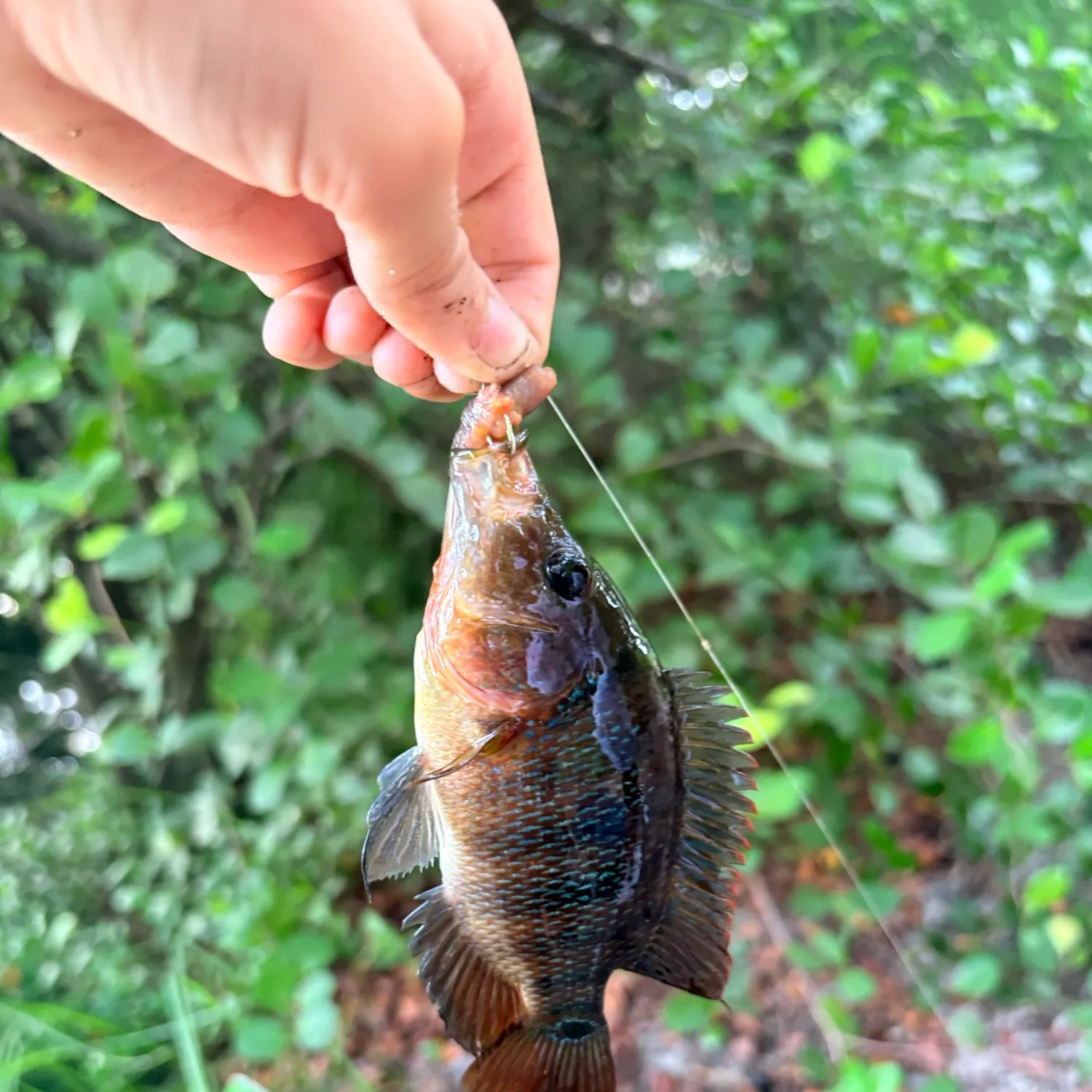 Mayan cichlid caught on Fishbrain
