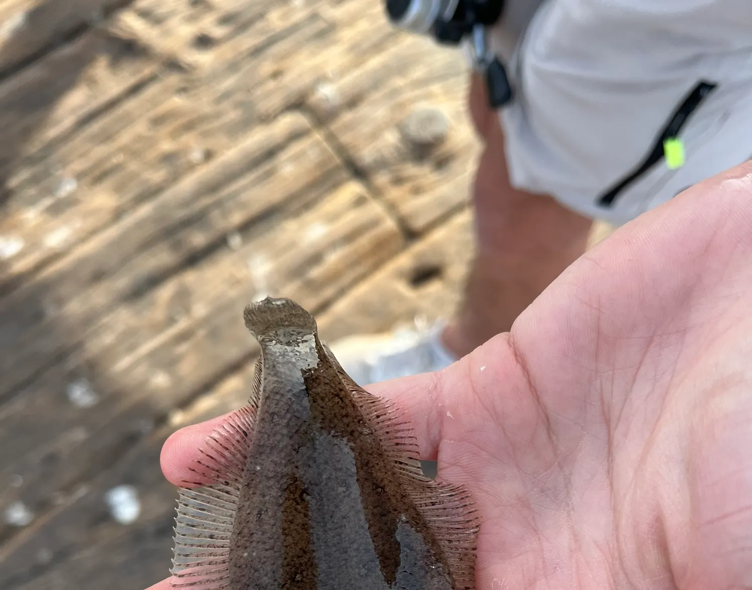 Pacific sanddab