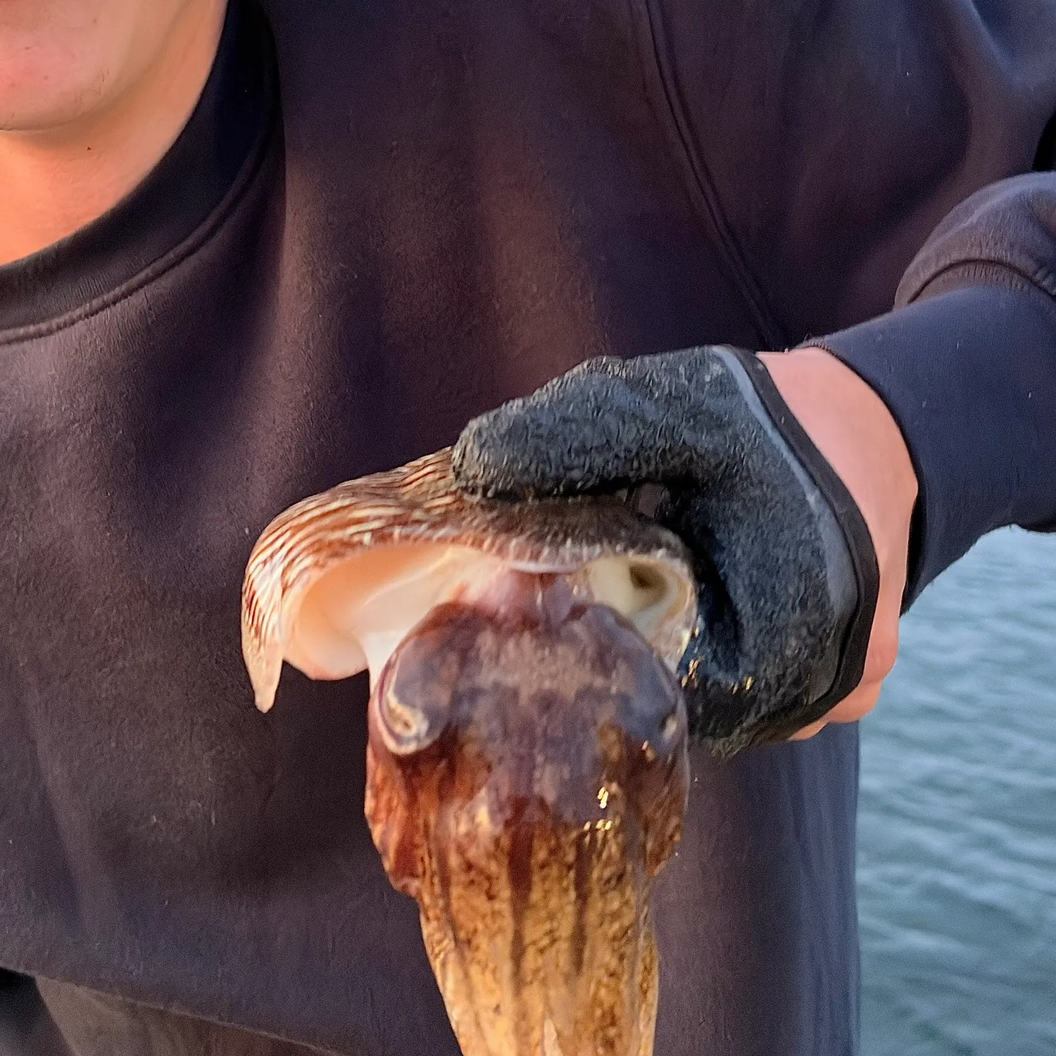 The most recent Common cuttlefish catches on Fishbrain