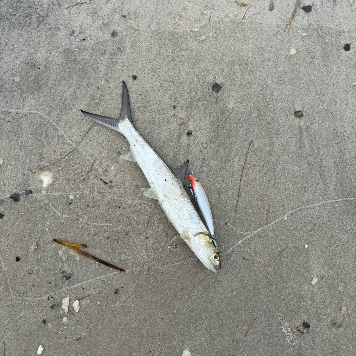 The most recent Ladyfish catches on Fishbrain