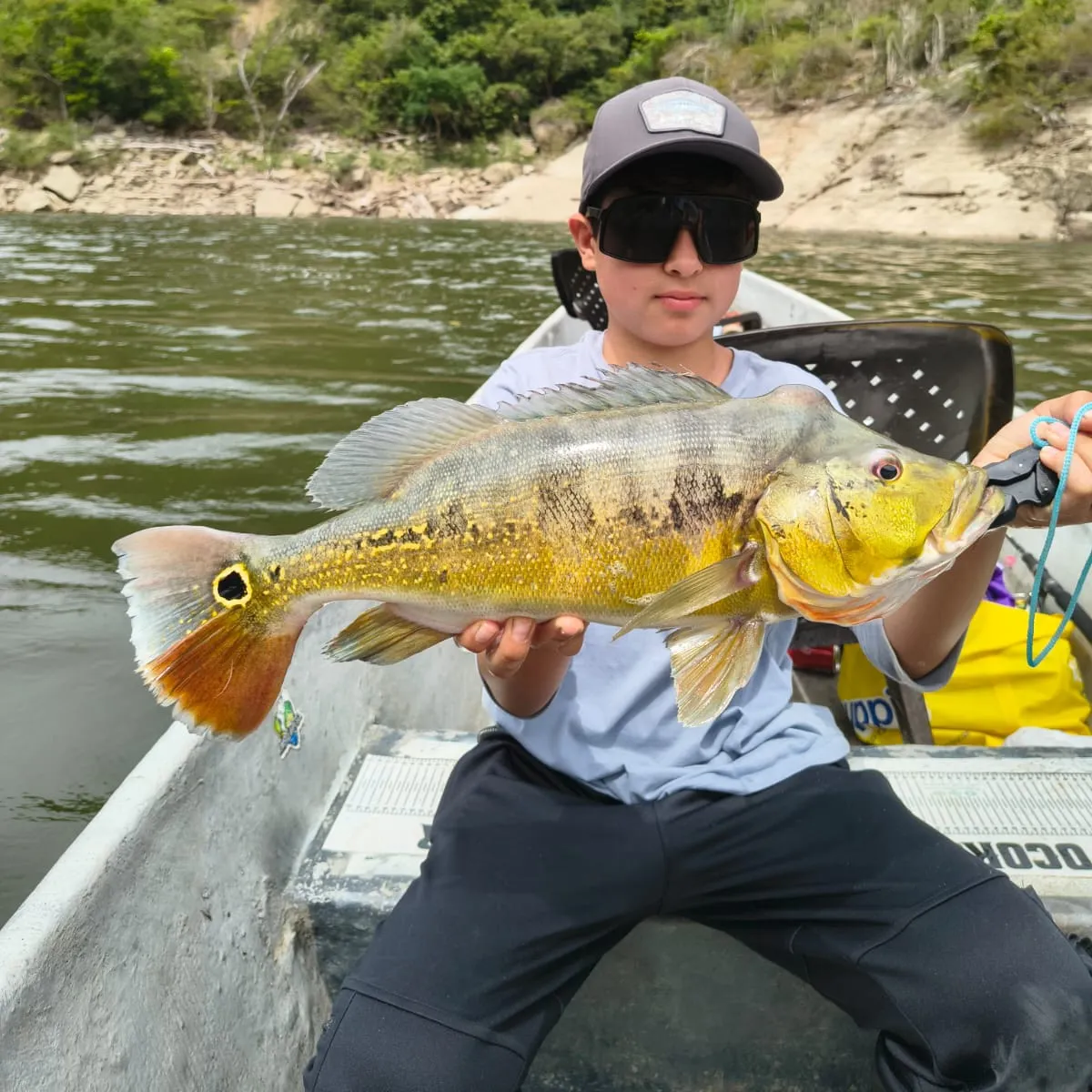 The most recent Butterfly peacock bass catches on Fishbrain