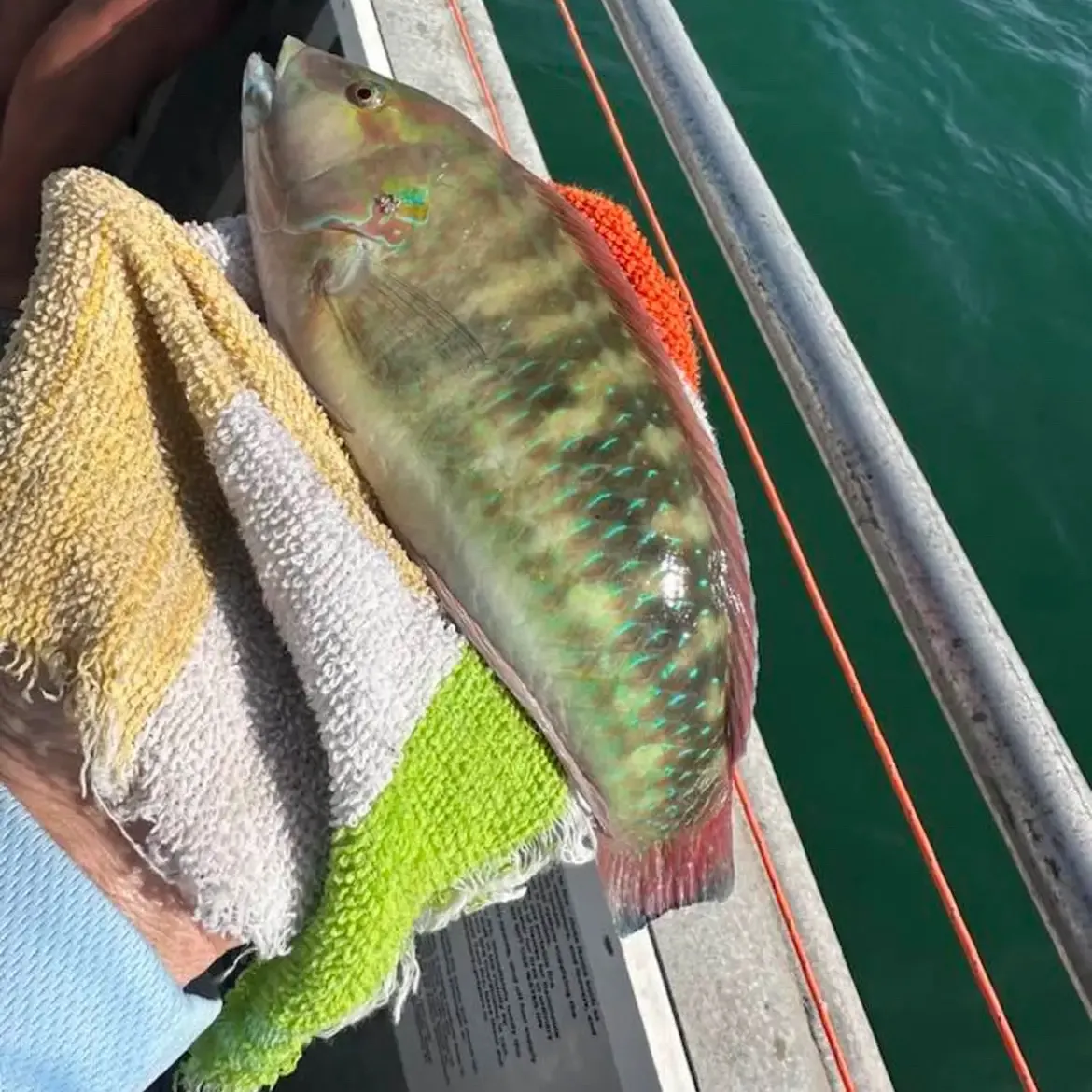 The most recent Slippery dick wrasse catches on Fishbrain