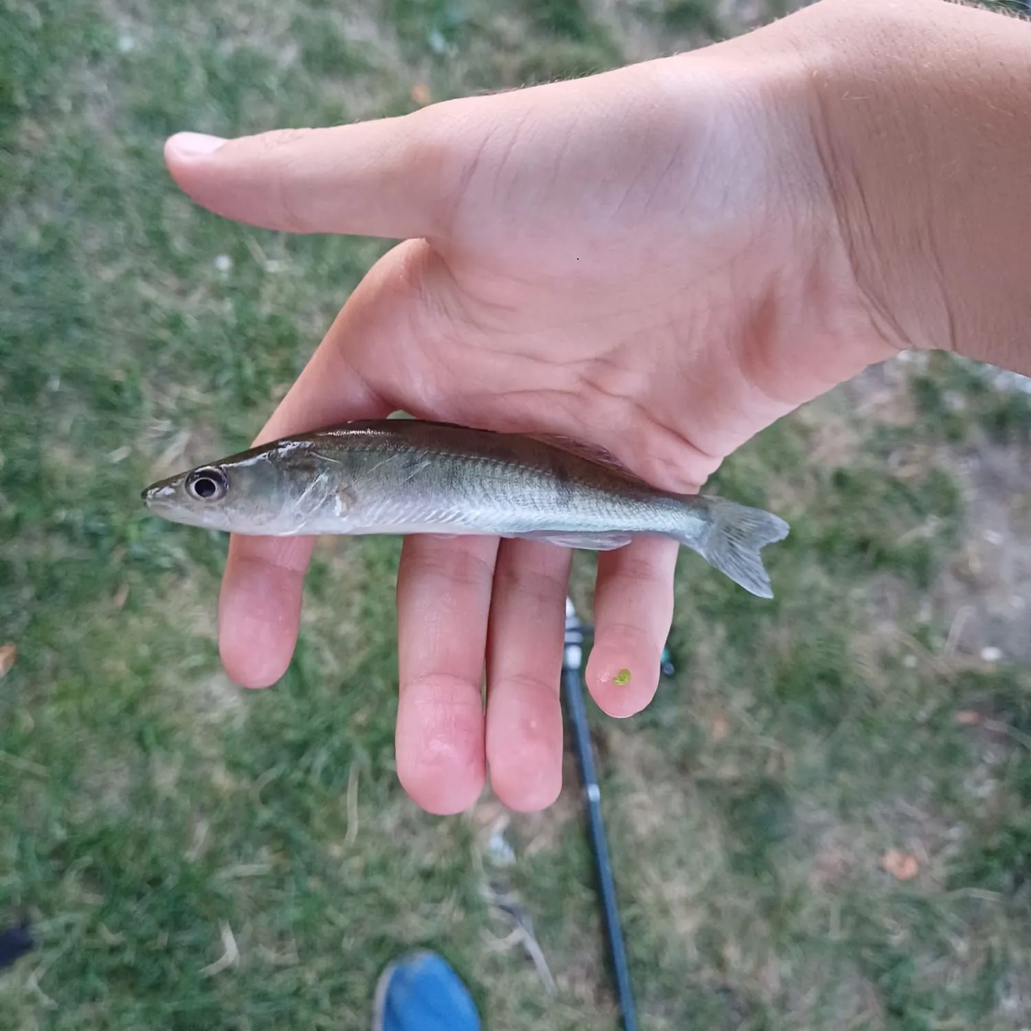 Zander caught on Fishbrain