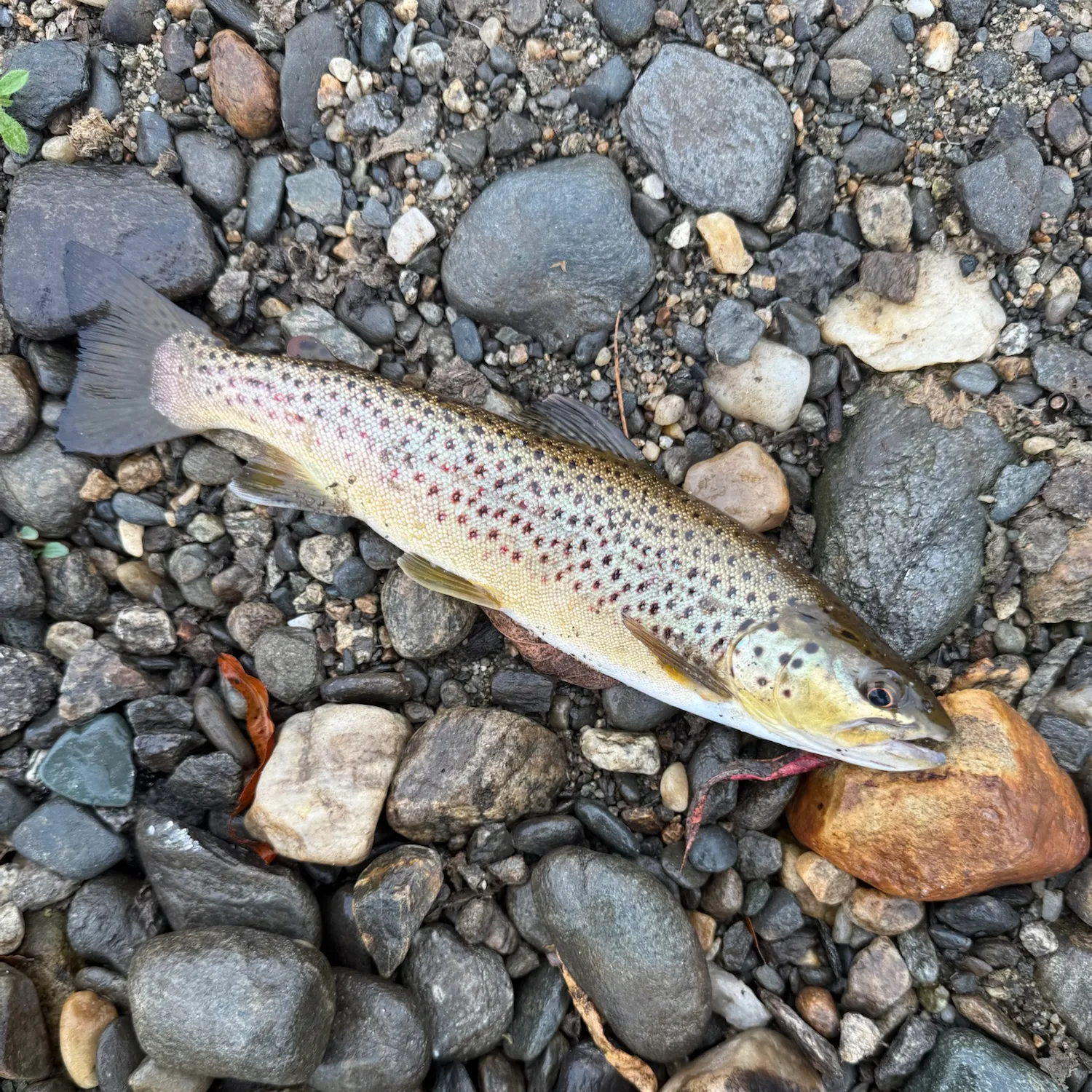 Brown trout caught on Fishbrain