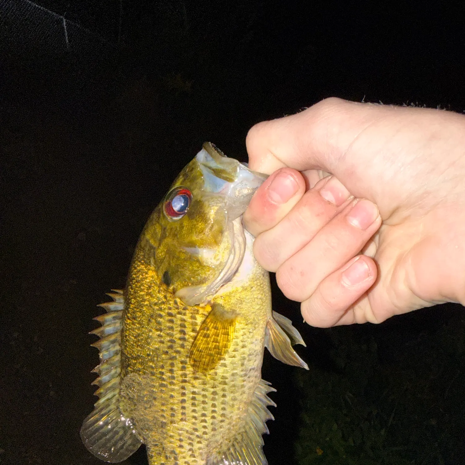 Rock bass caught on Fishbrain