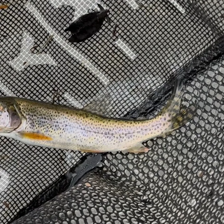 Coastal cutthroat trout caught on Fishbrain