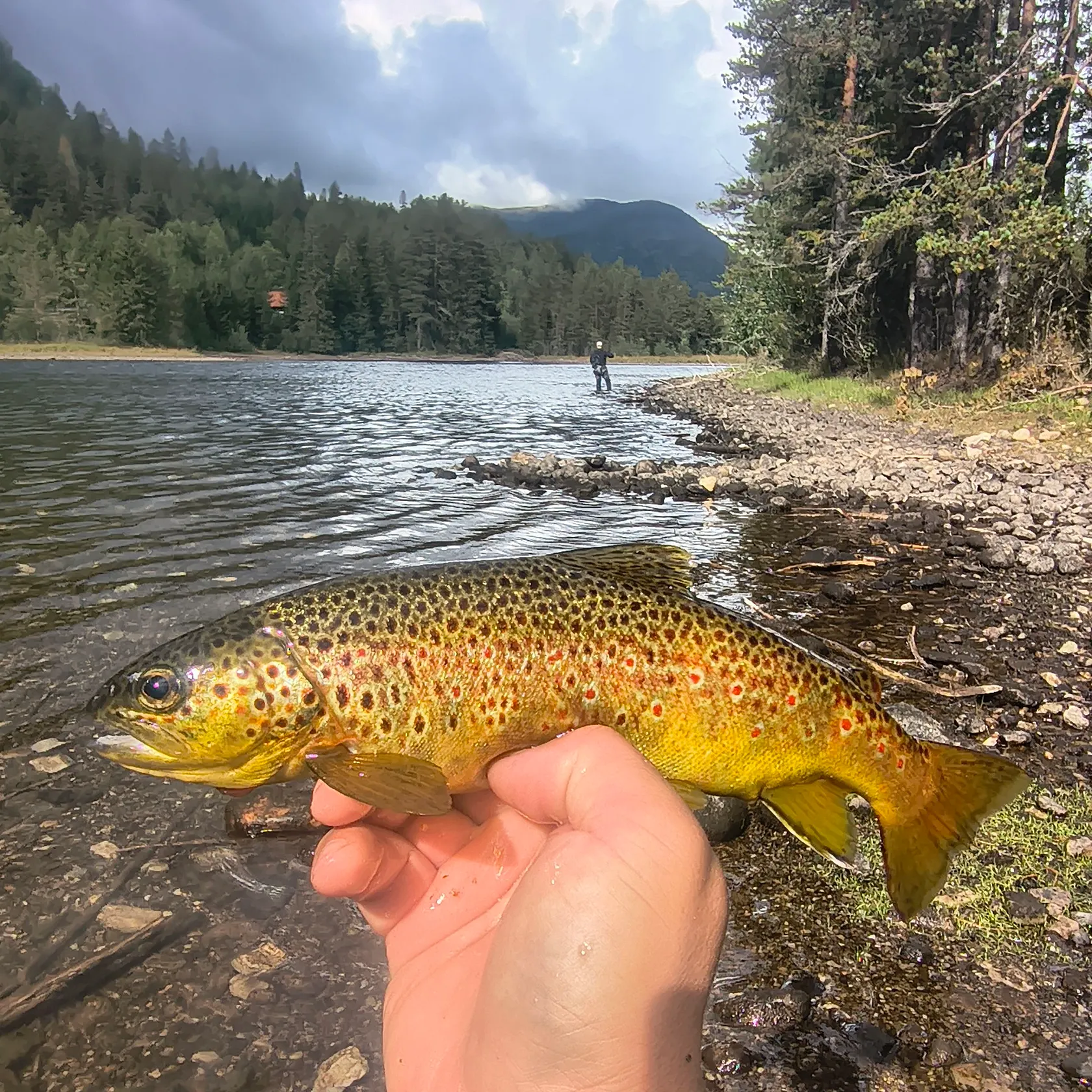 Brown trout caught on Fishbrain