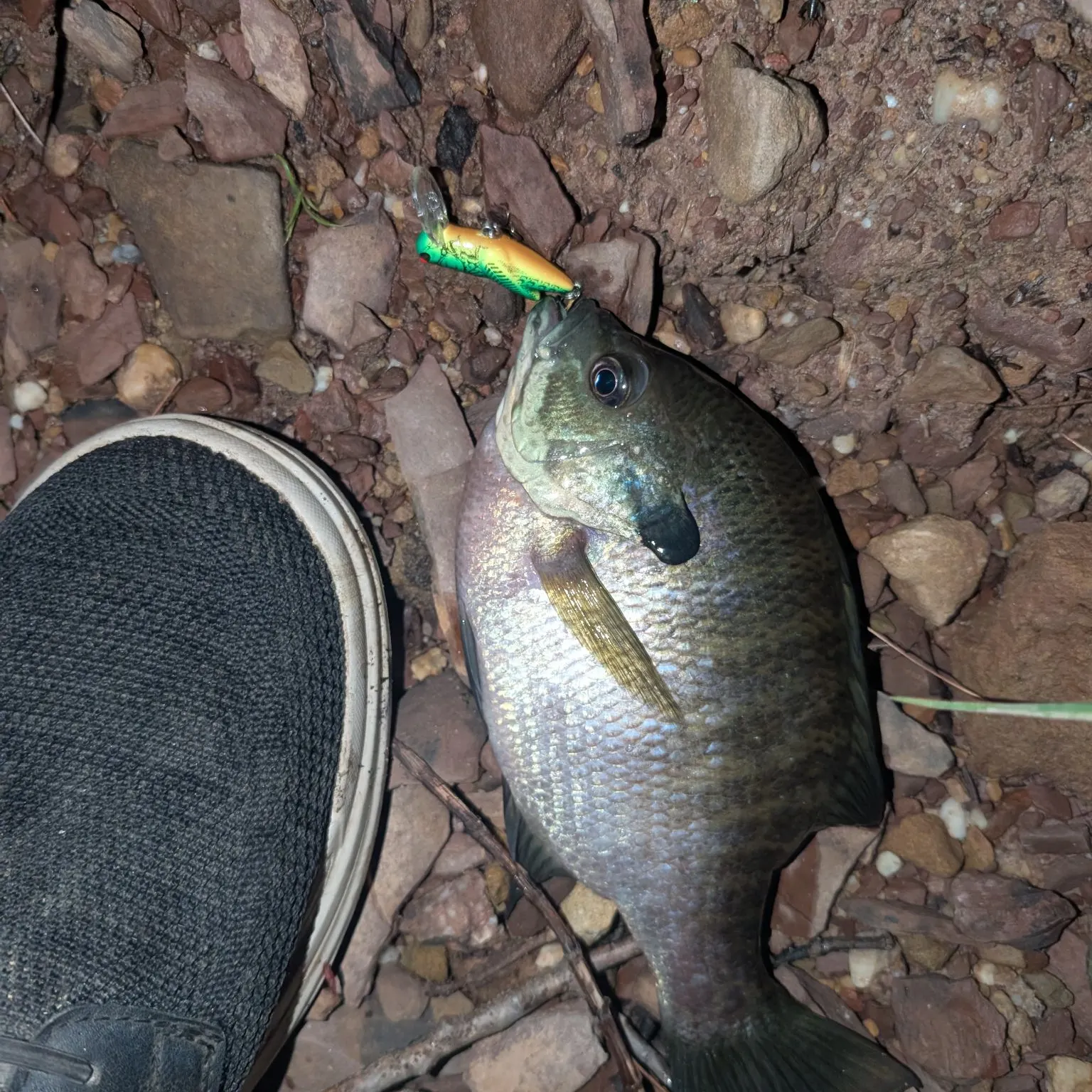 Bluegill caught on Fishbrain