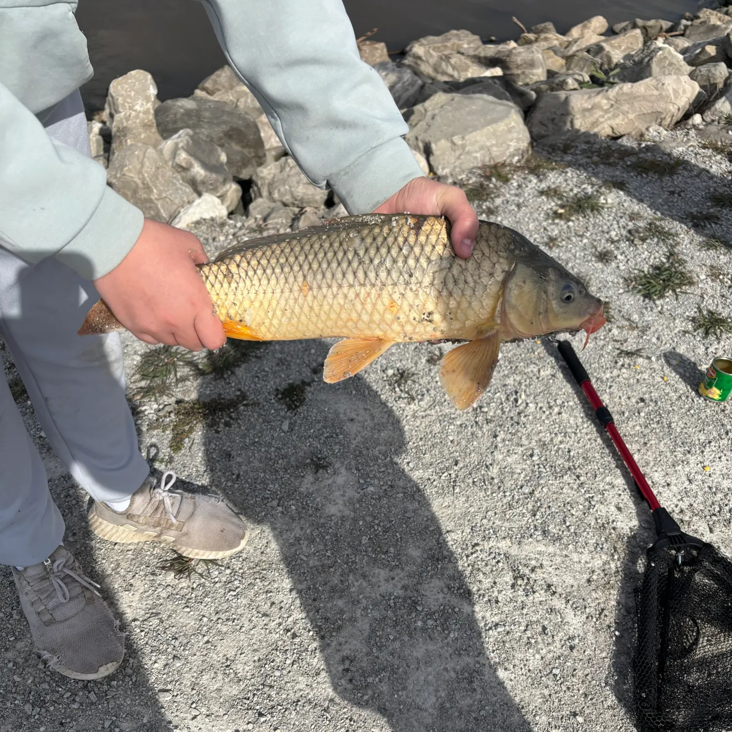 Common carp caught on Fishbrain