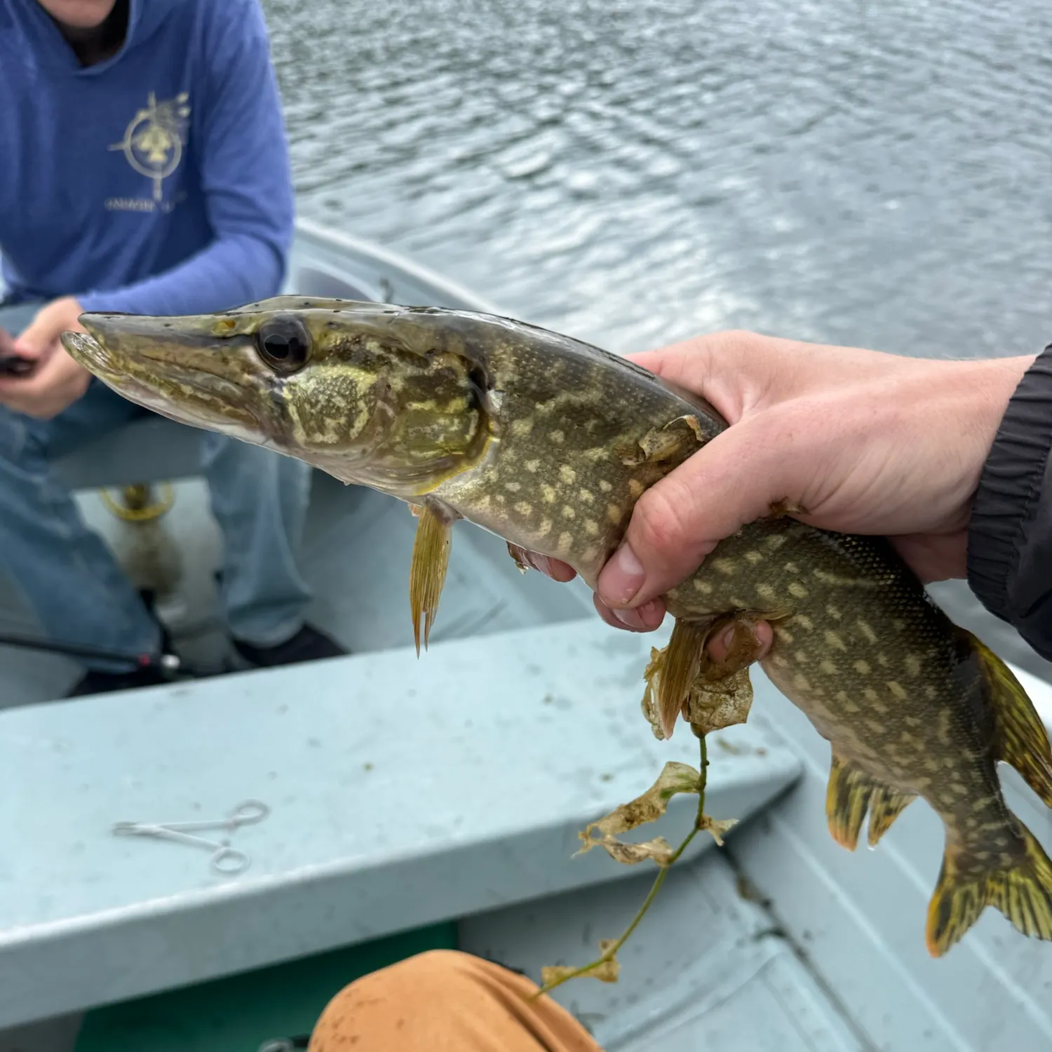 Northern pike caught on Fishbrain