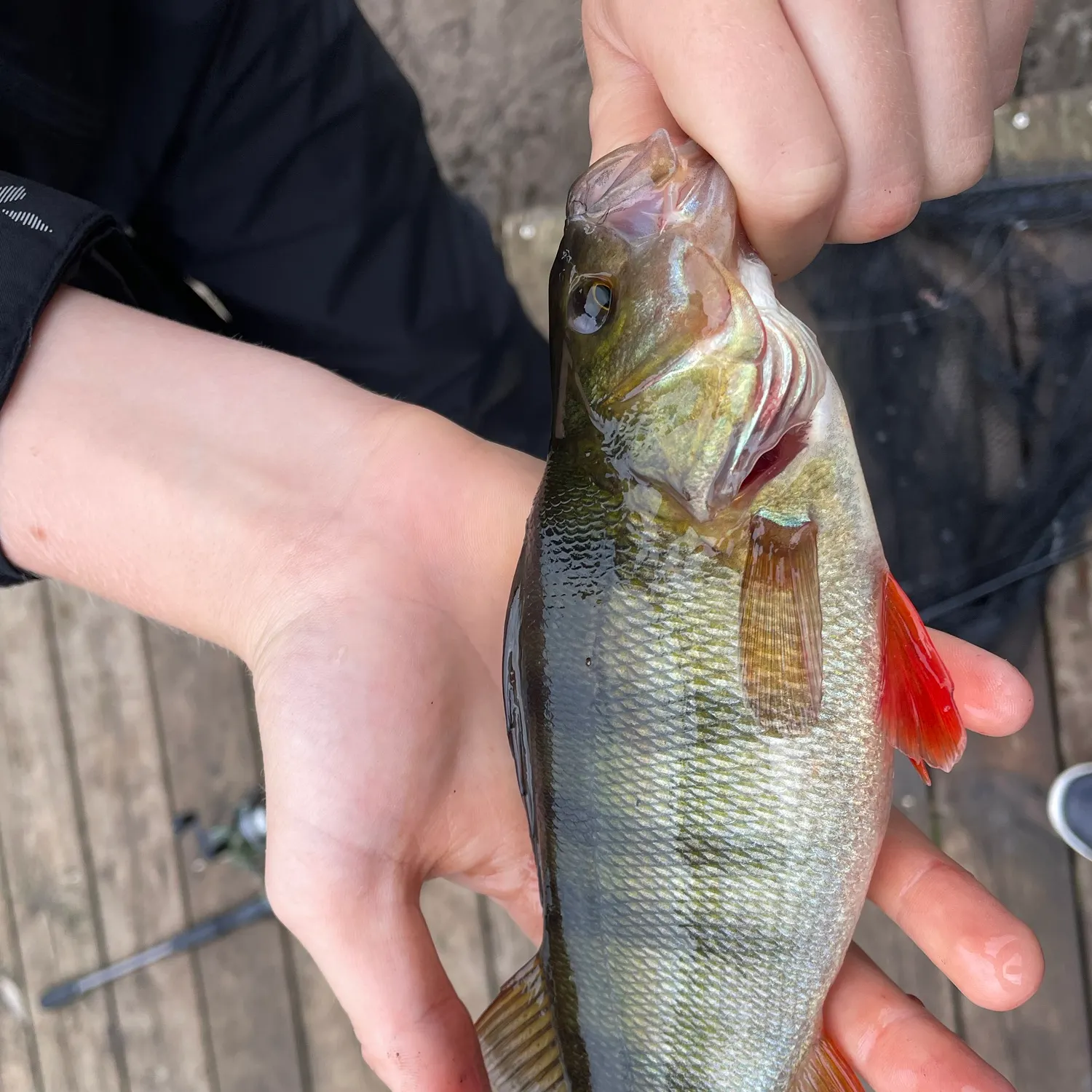 European perch caught on Fishbrain