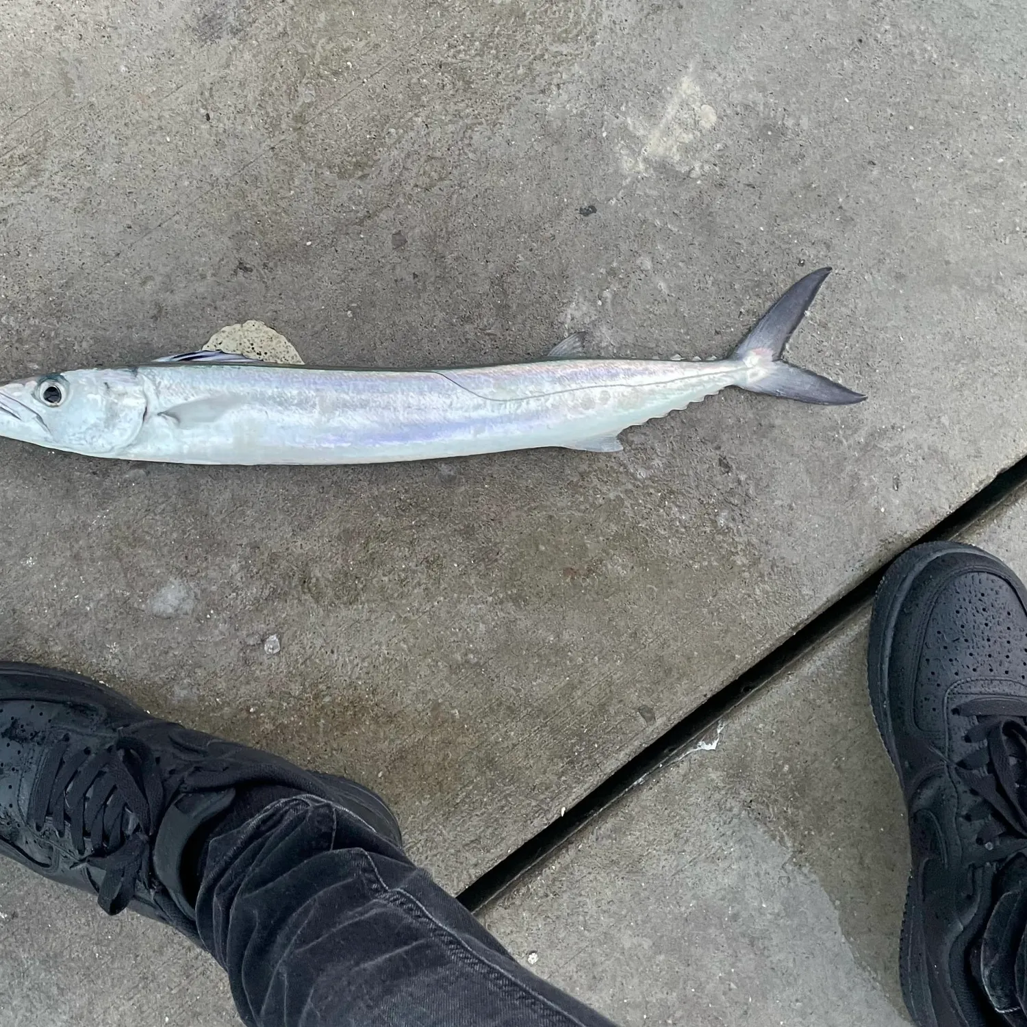 The most popular recent Snoek catch on Fishbrain