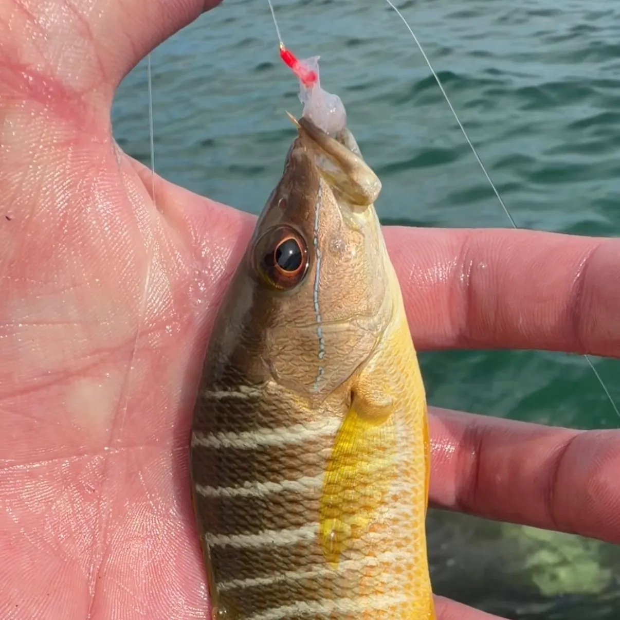 The most recent Schoolmaster snapper catches on Fishbrain