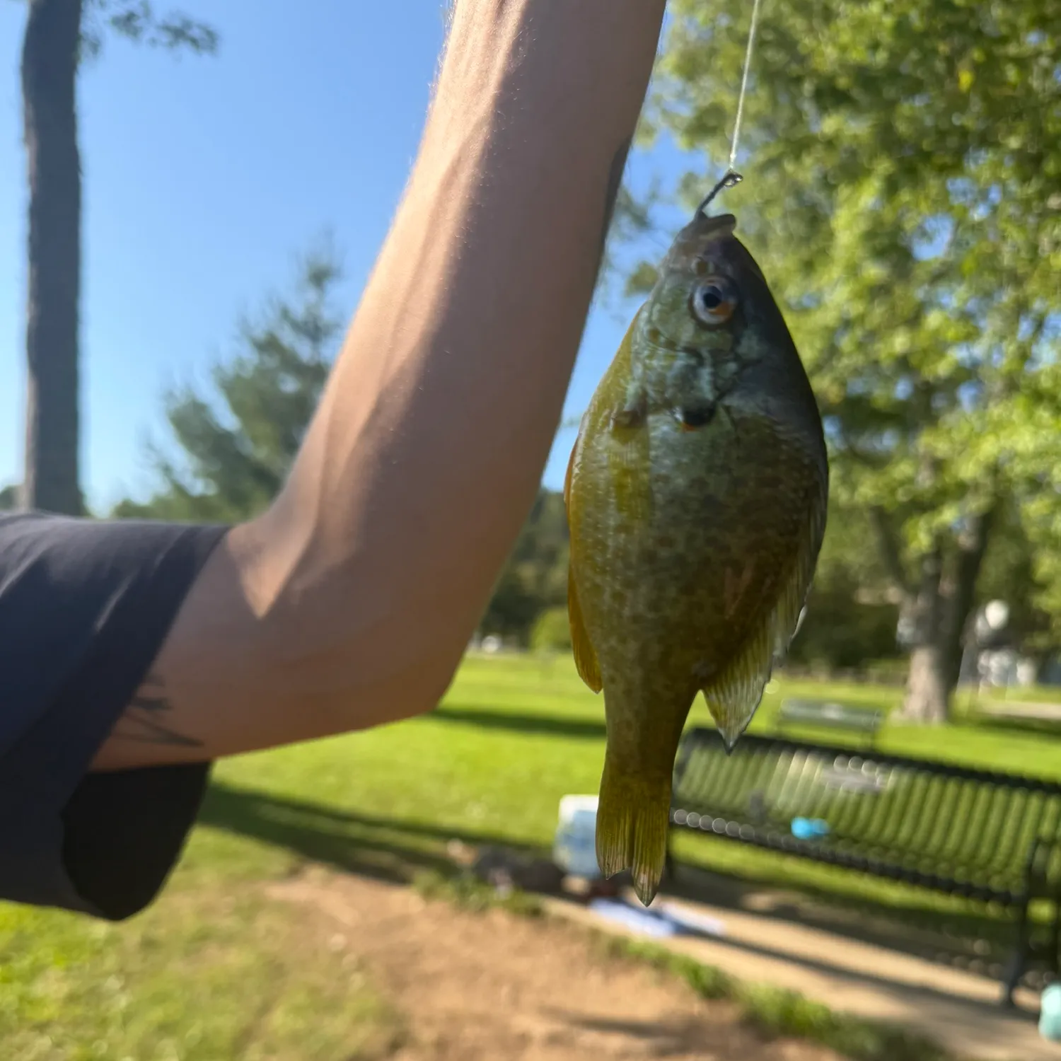 Bluegill caught on Fishbrain