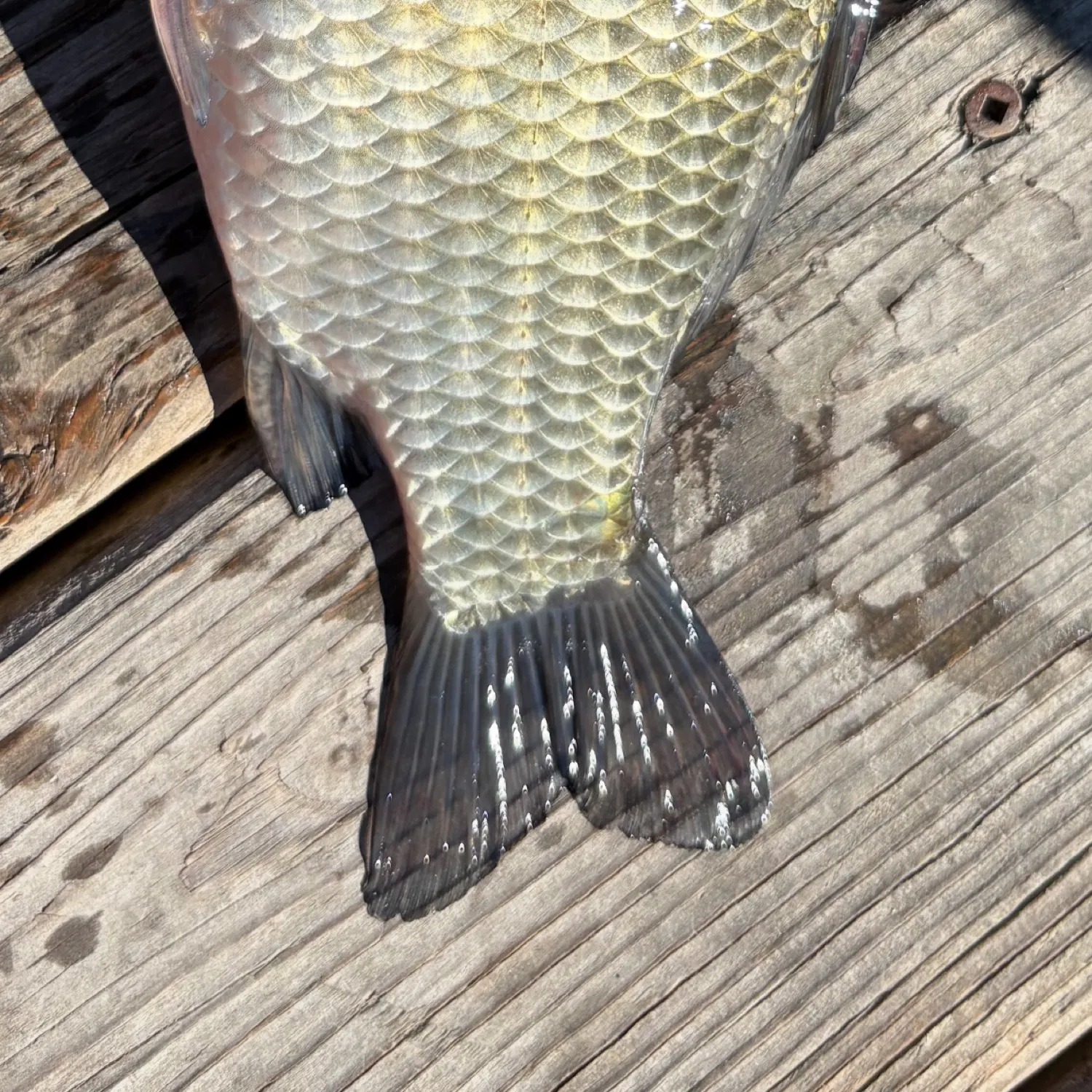The most recent Prussian carp catches on Fishbrain