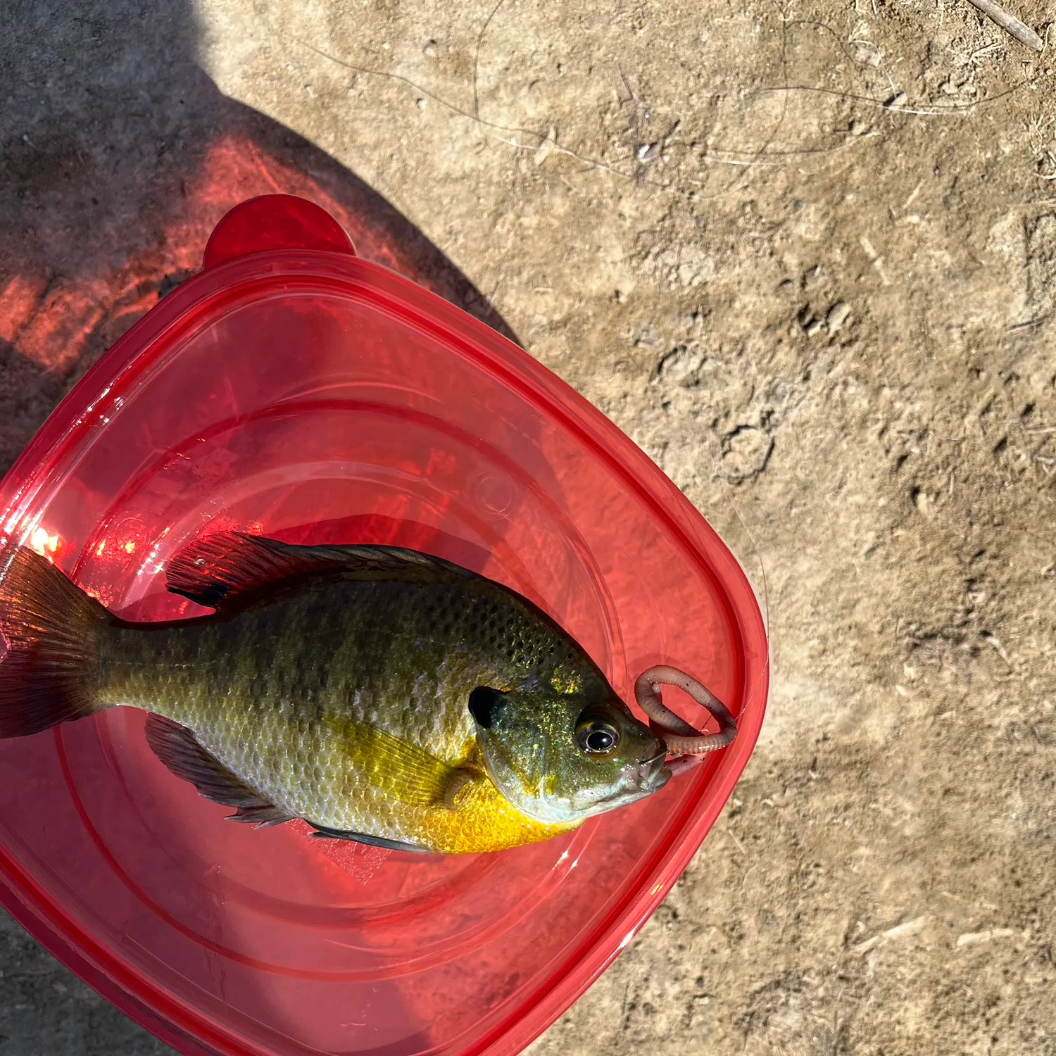 Bluegill caught on Fishbrain
