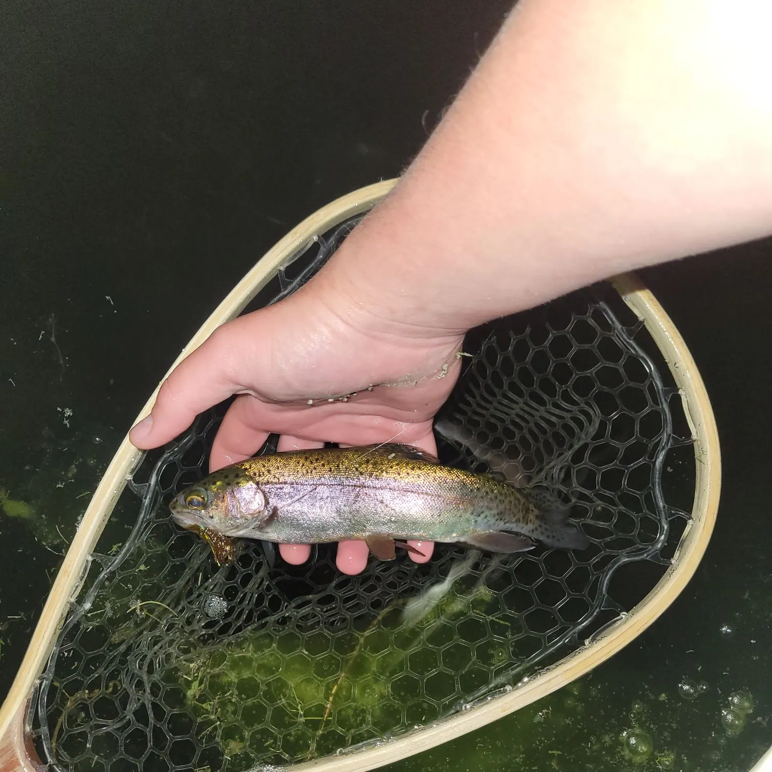 Rainbow trout caught on Fishbrain