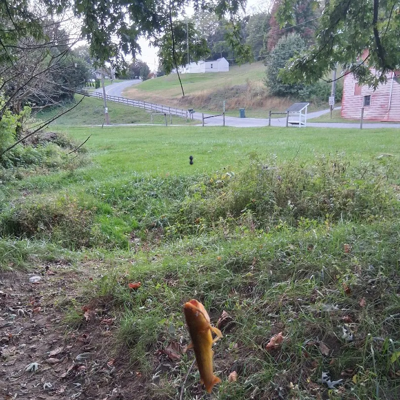Yellow bullhead caught on Fishbrain