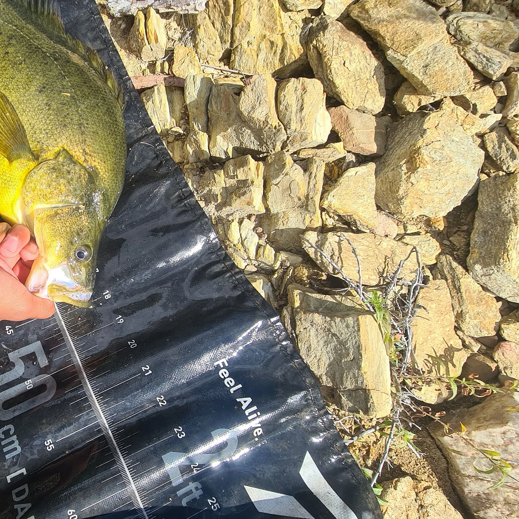 The most recent Golden perch catches on Fishbrain