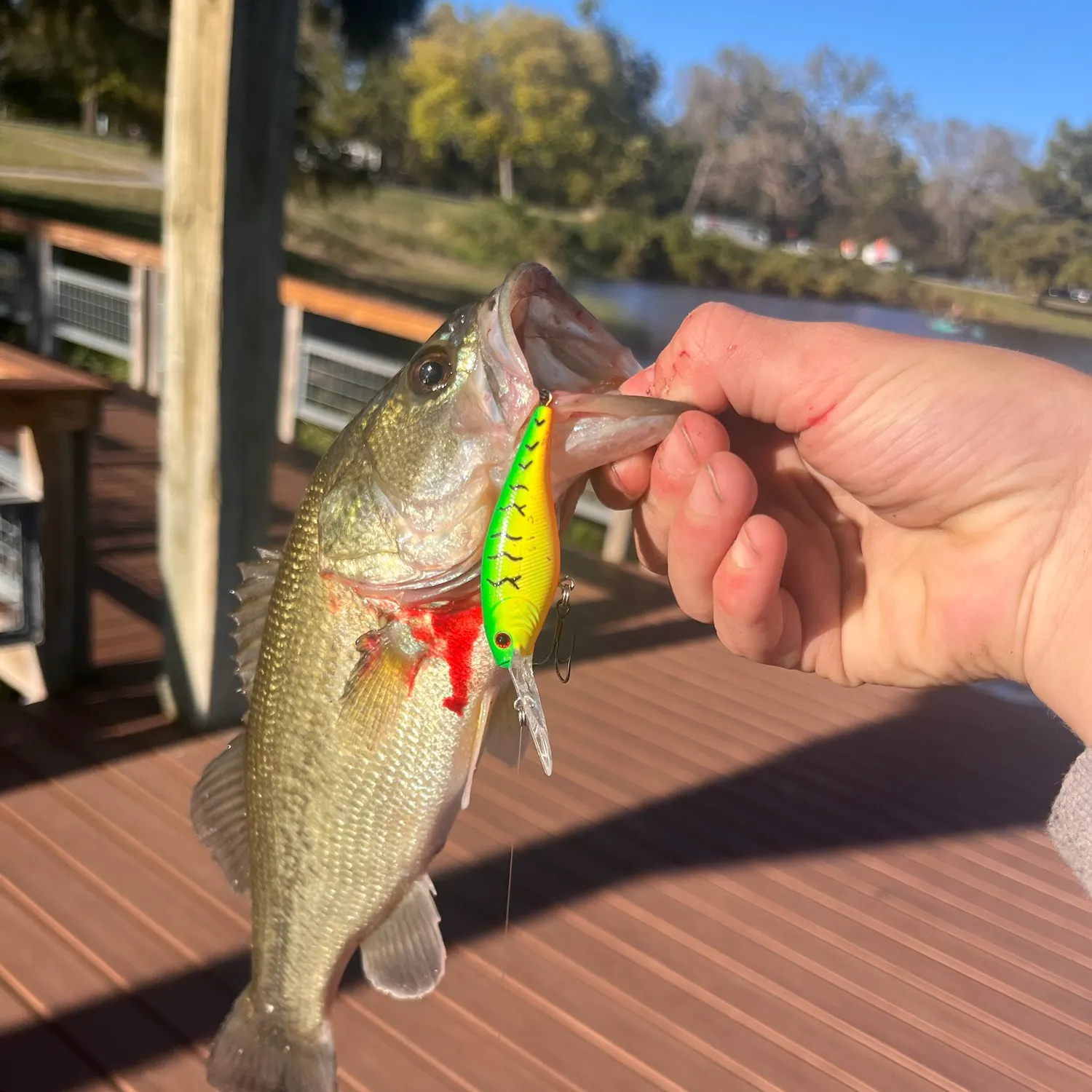 Largemouth bass caught on Fishbrain
