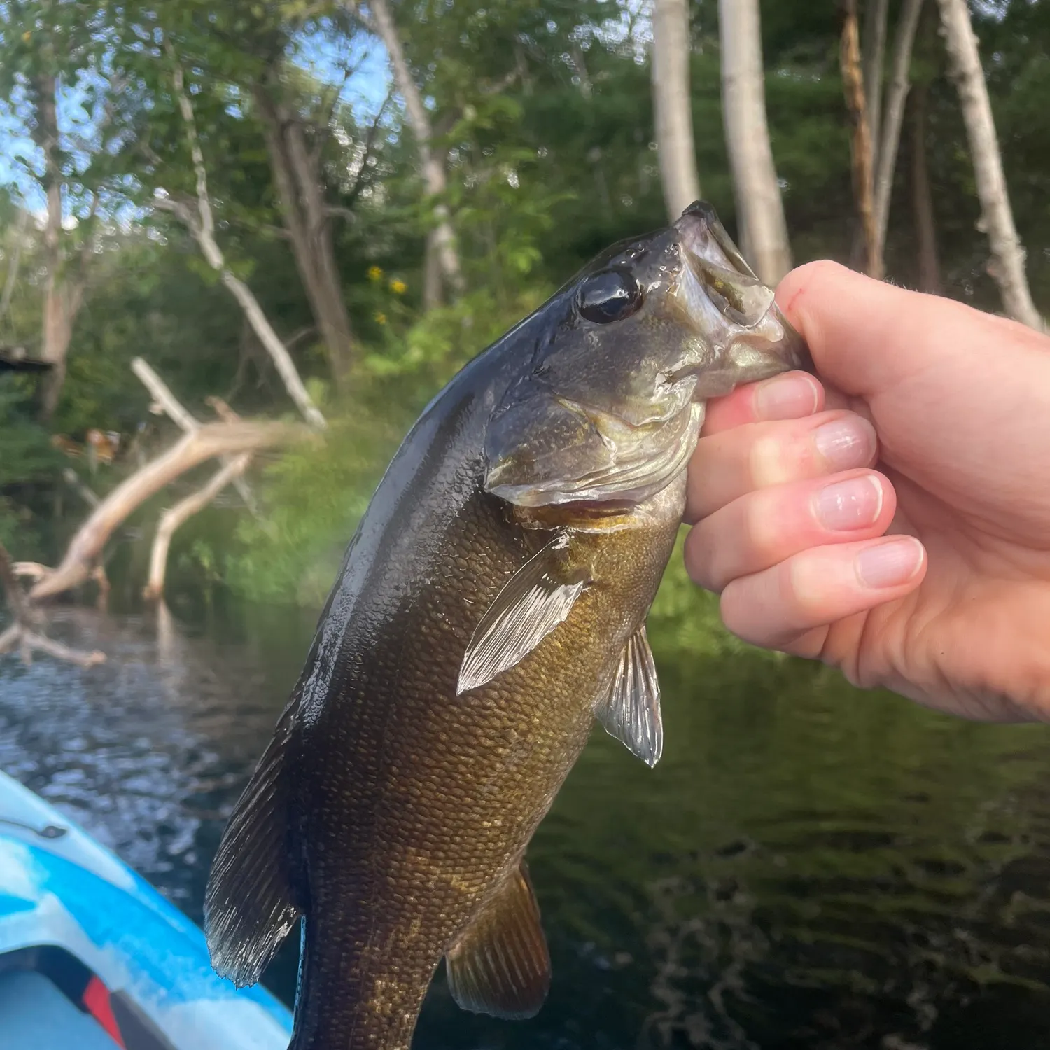 Smallmouth bass caught on Fishbrain