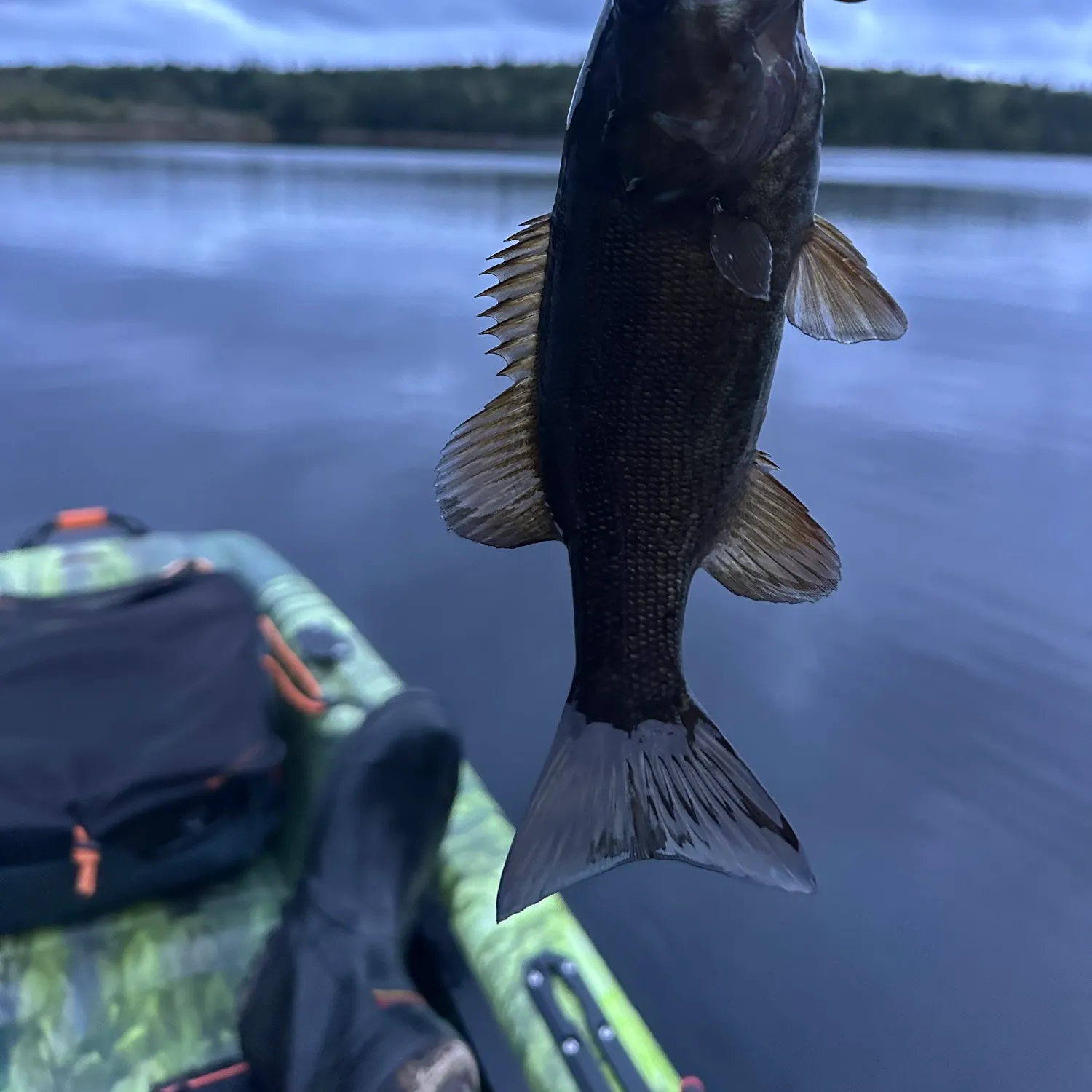 Smallmouth bass caught on Fishbrain