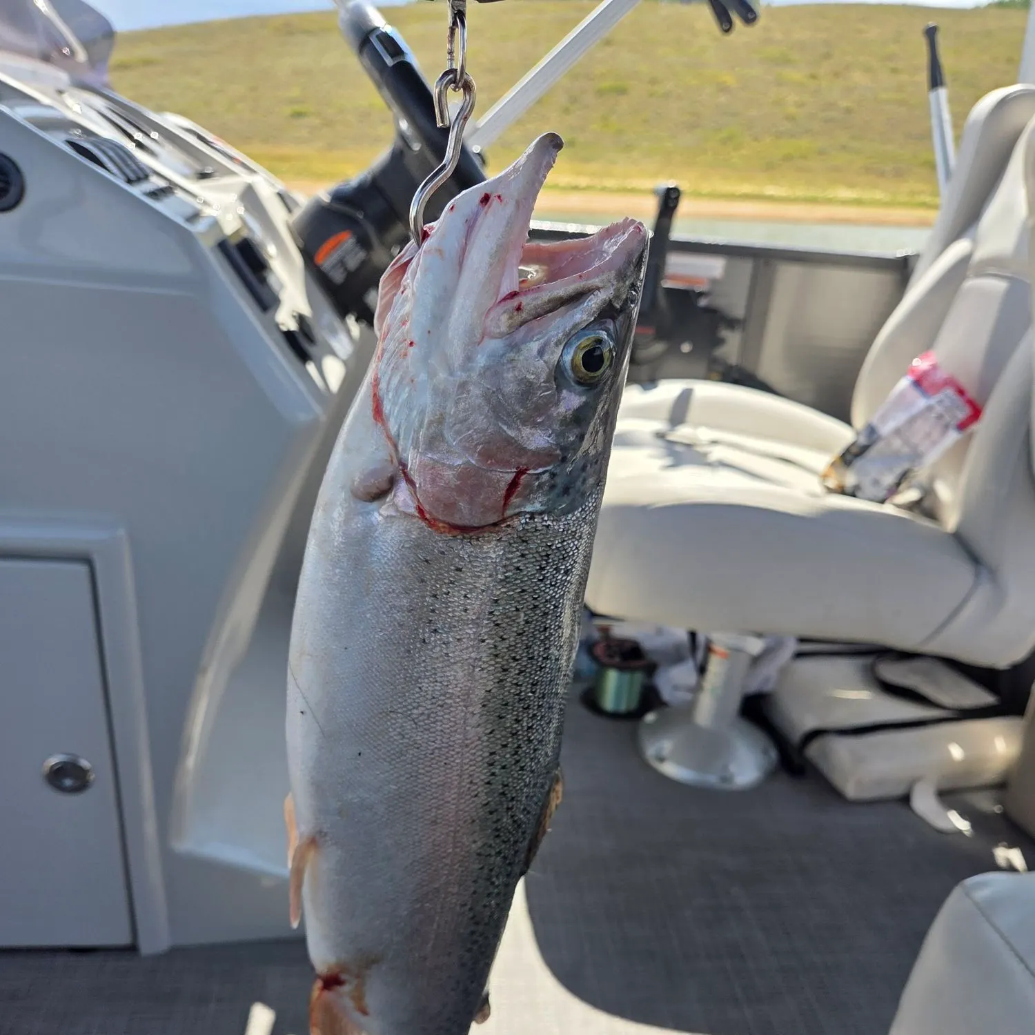 Rainbow trout caught on Fishbrain