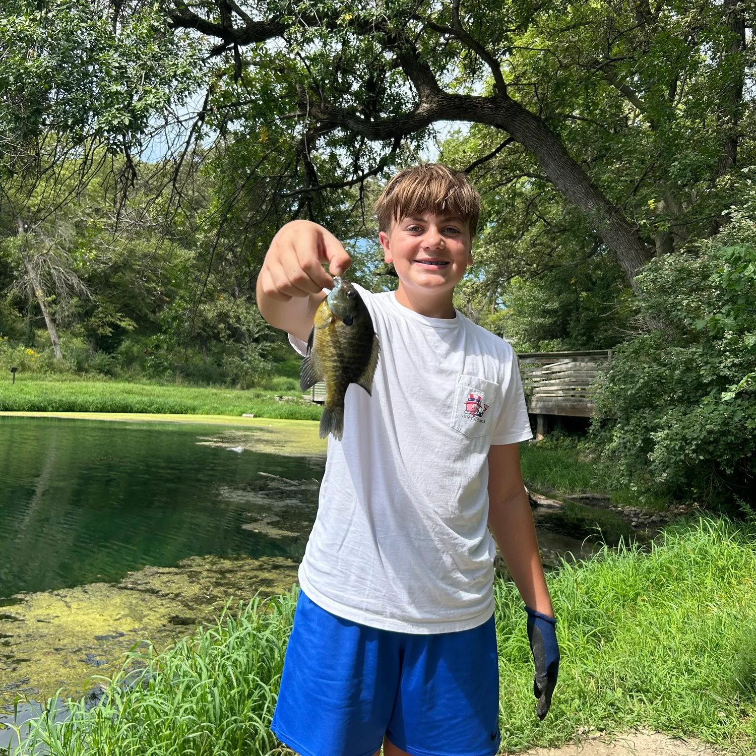 Bluegill caught on Fishbrain