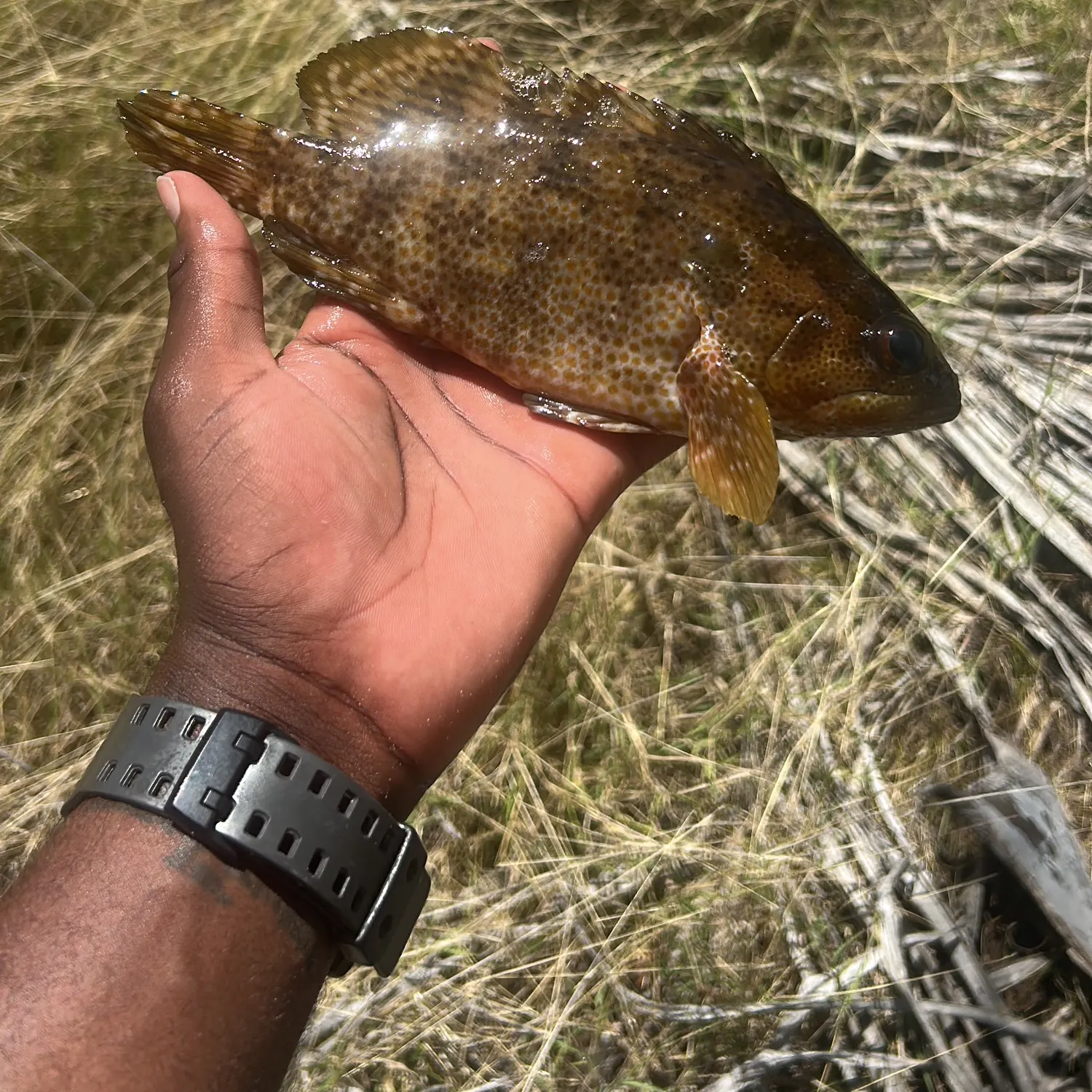 The most recent Red hind grouper catches on Fishbrain
